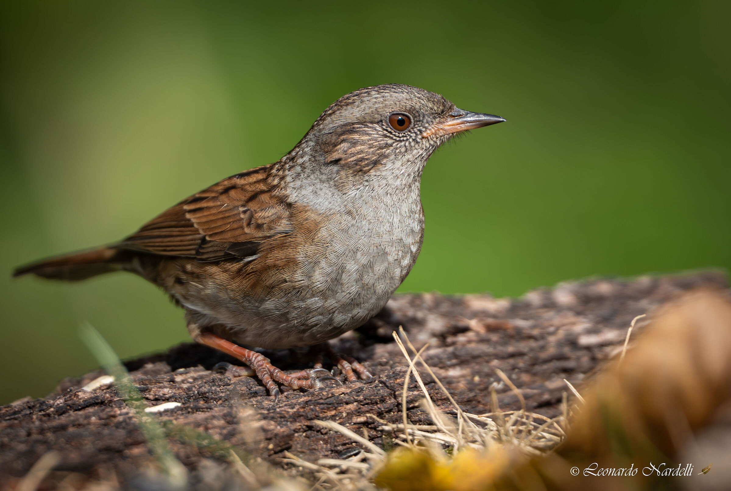 Passera scopaiola (Prunella modularis)