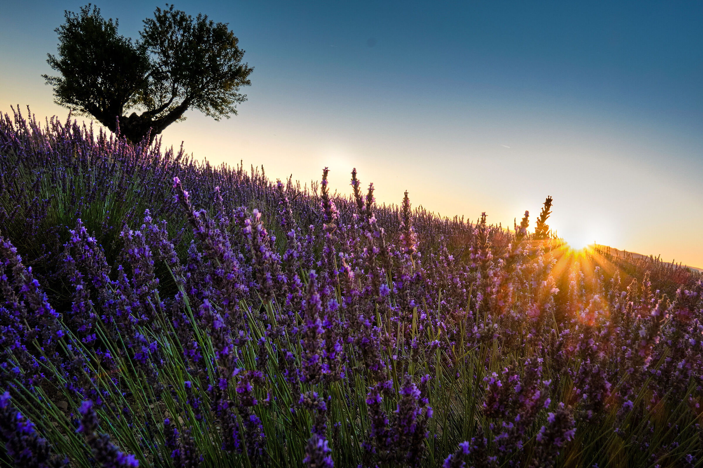 The flowering of lavender, Provence