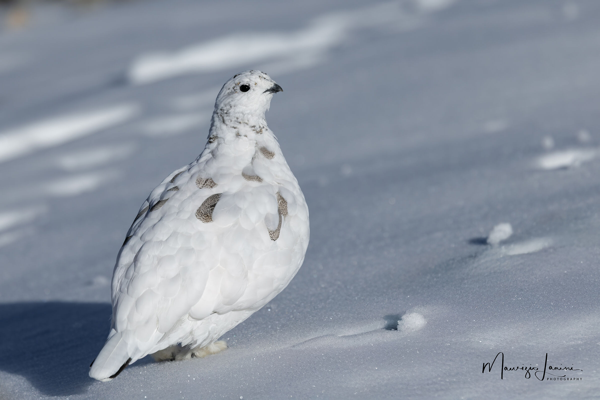 Ptarmigan