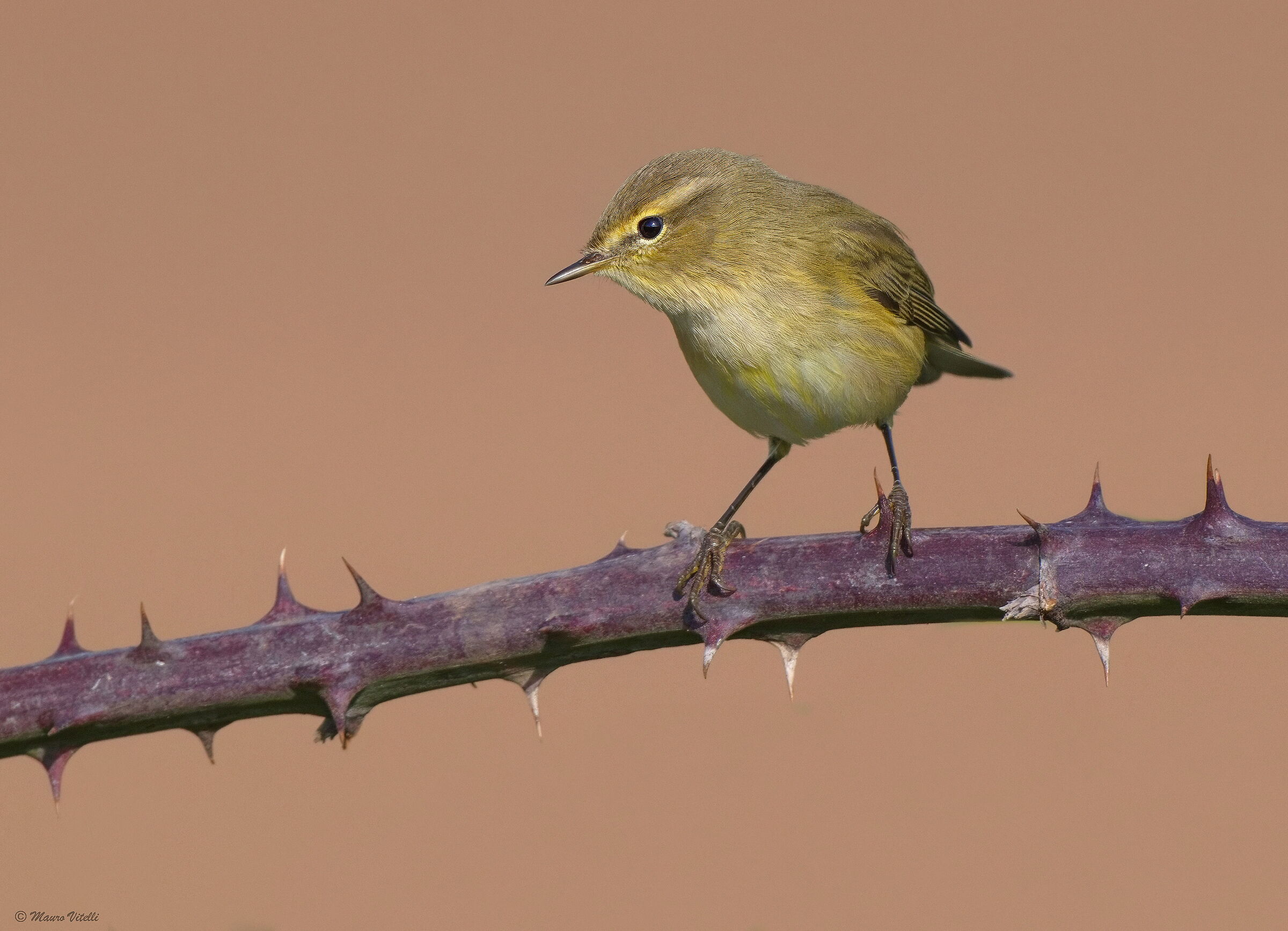 Little warbler (Phylloscopus collybita)