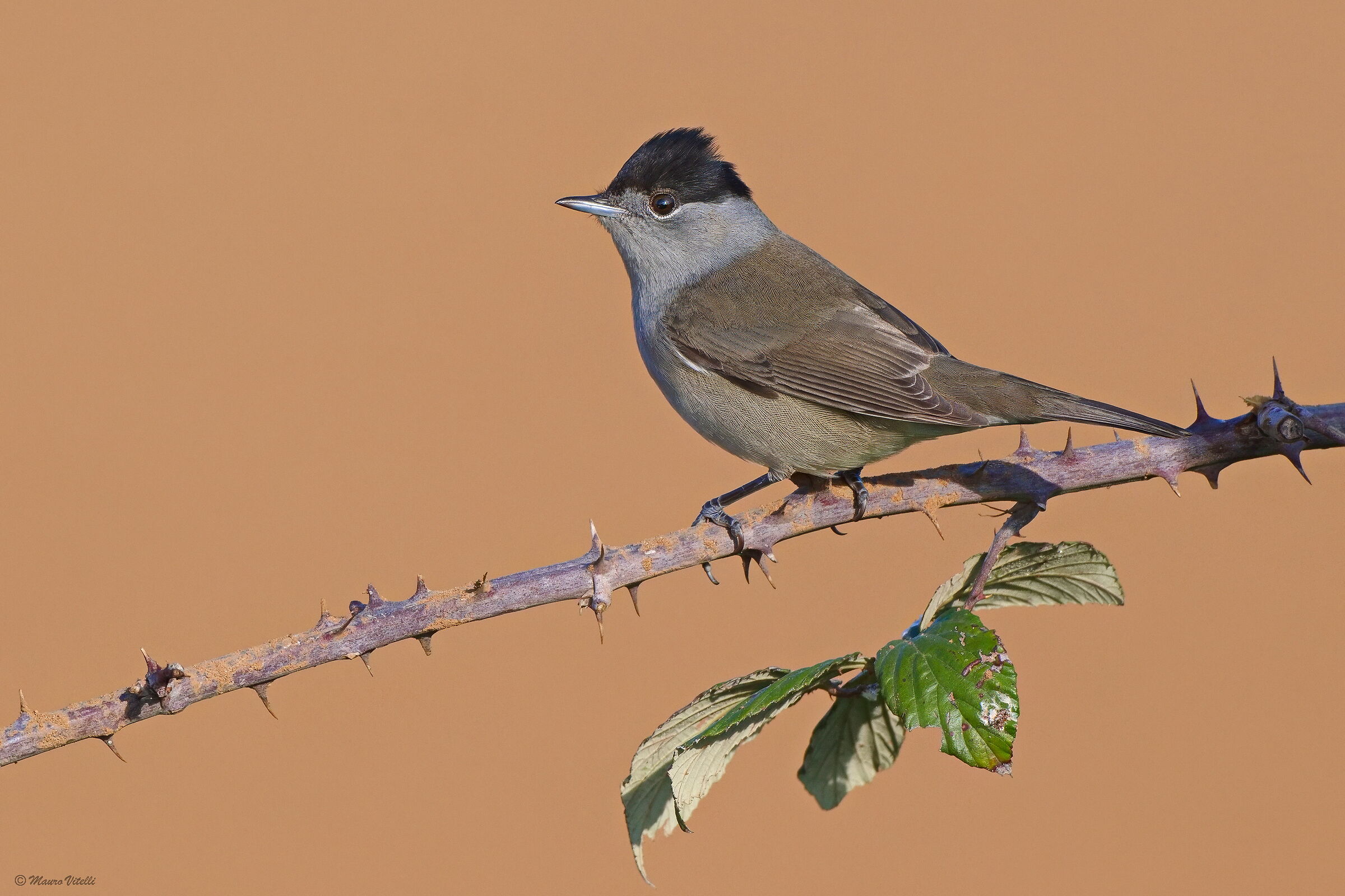 Blackcap (Sylvia atricapilla)