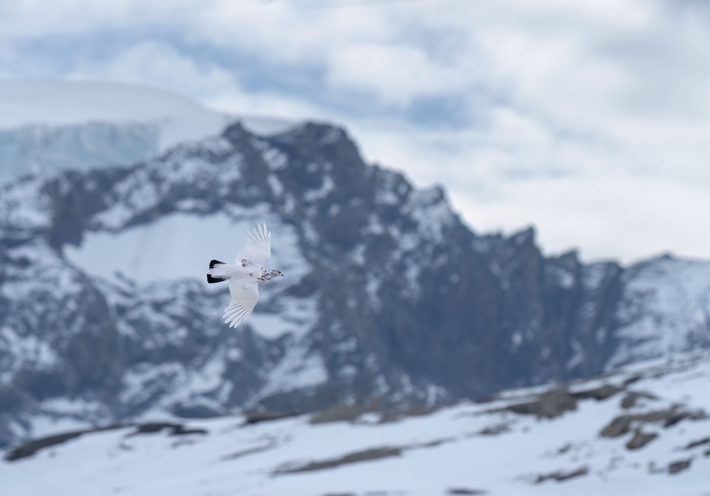 Rock partridge and Ortler
