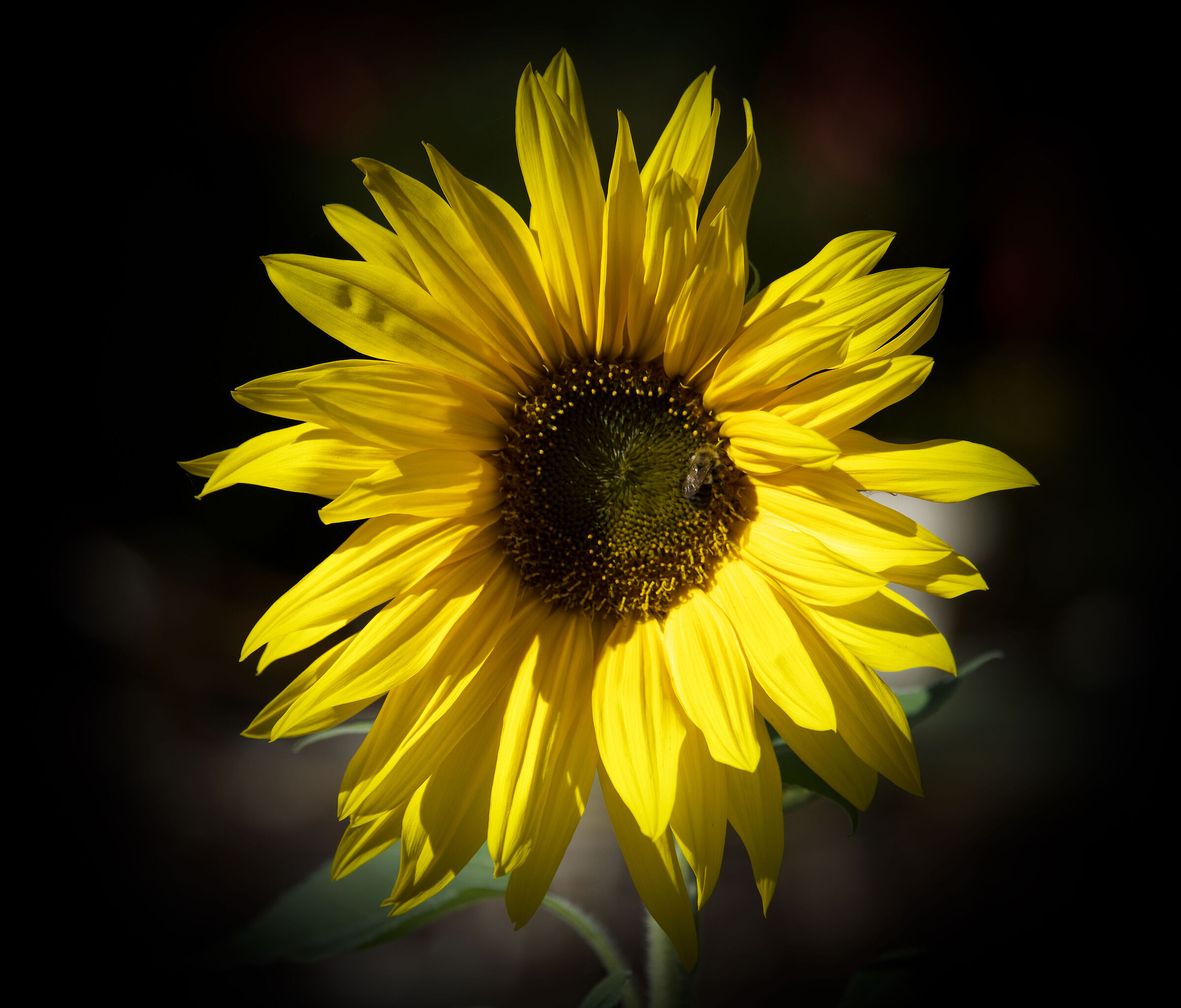 Bellissimo fiore ''Giallo''