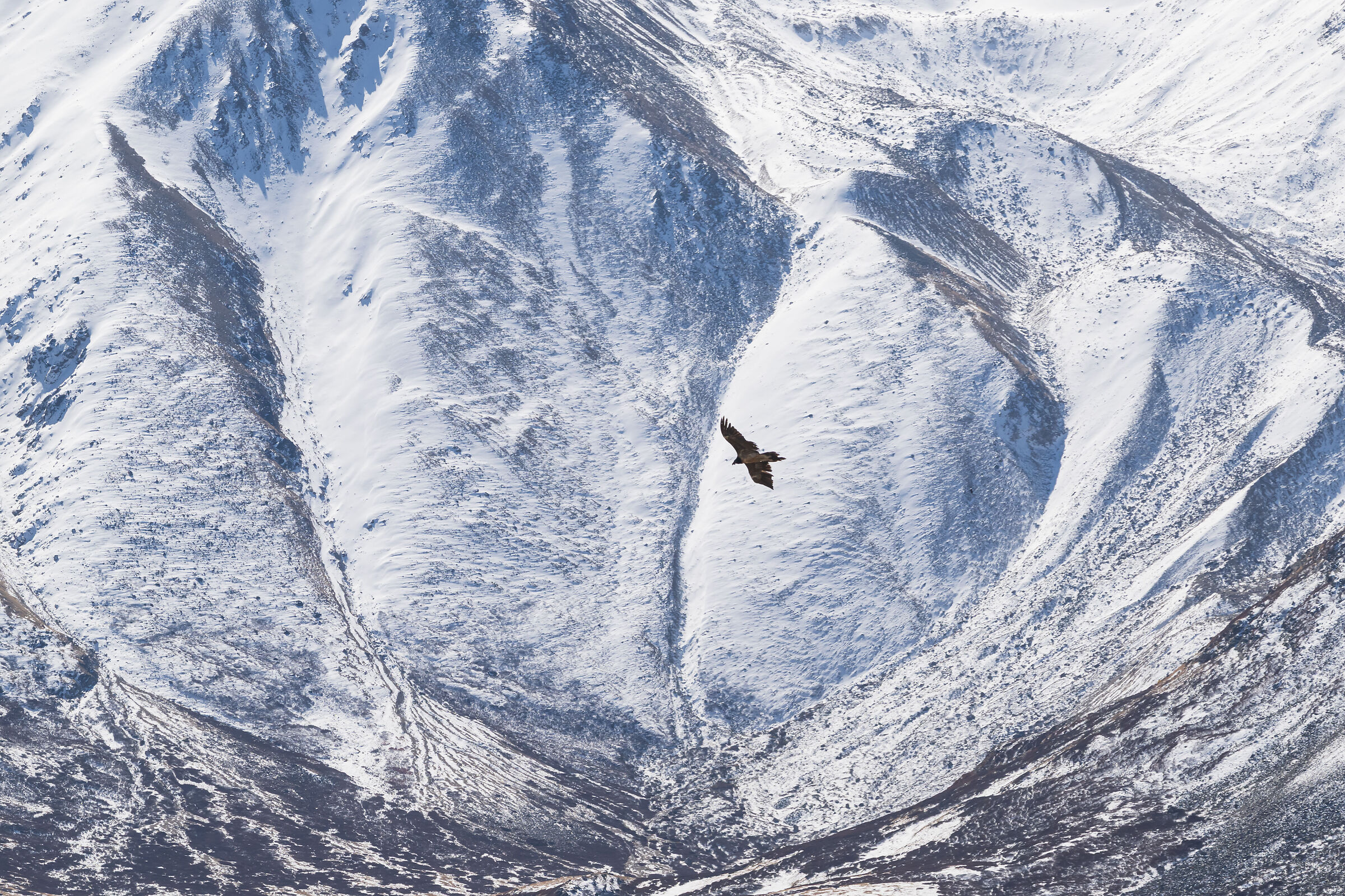 the bearded vulture of the Altai