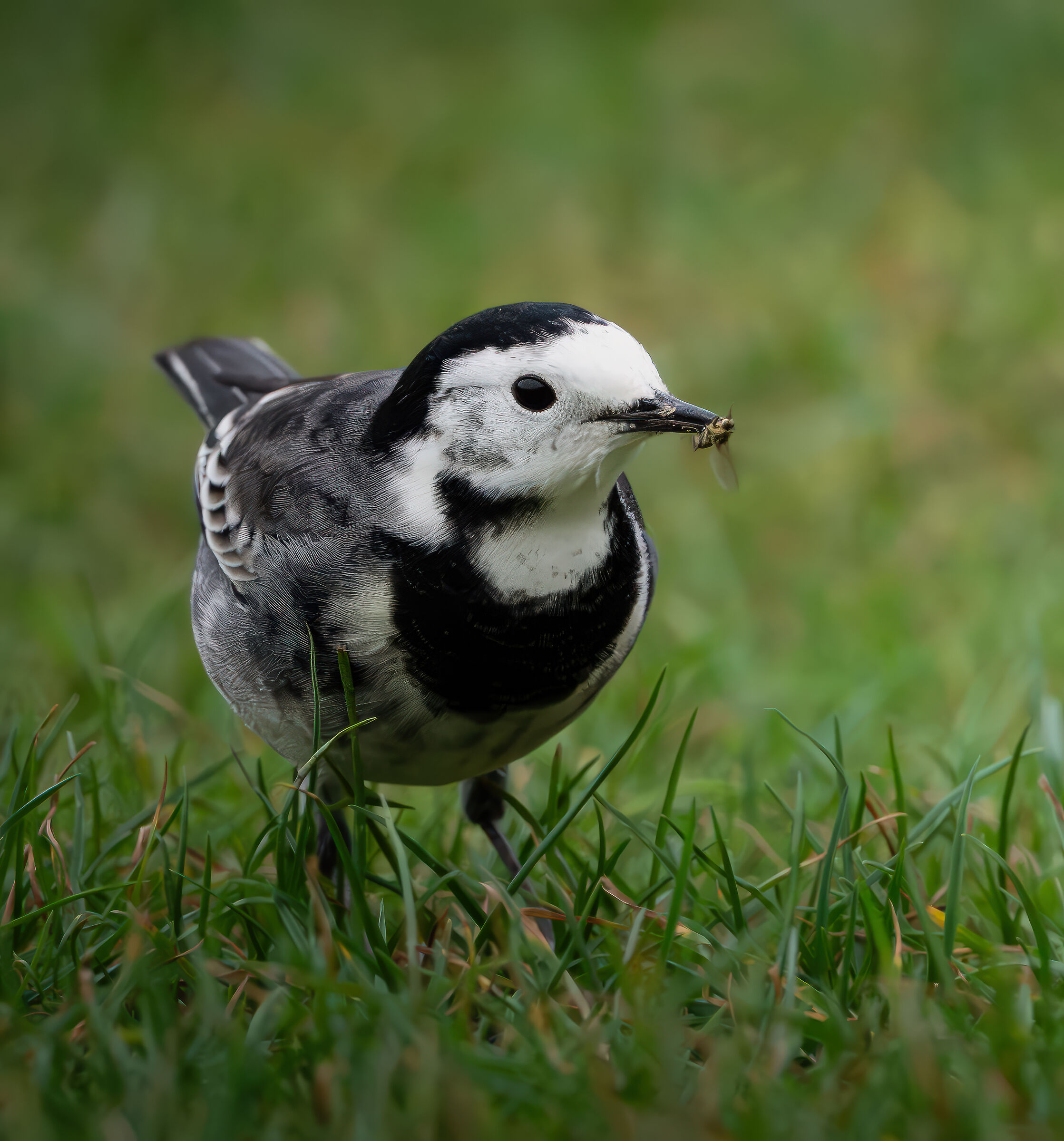 White wagtail with prey