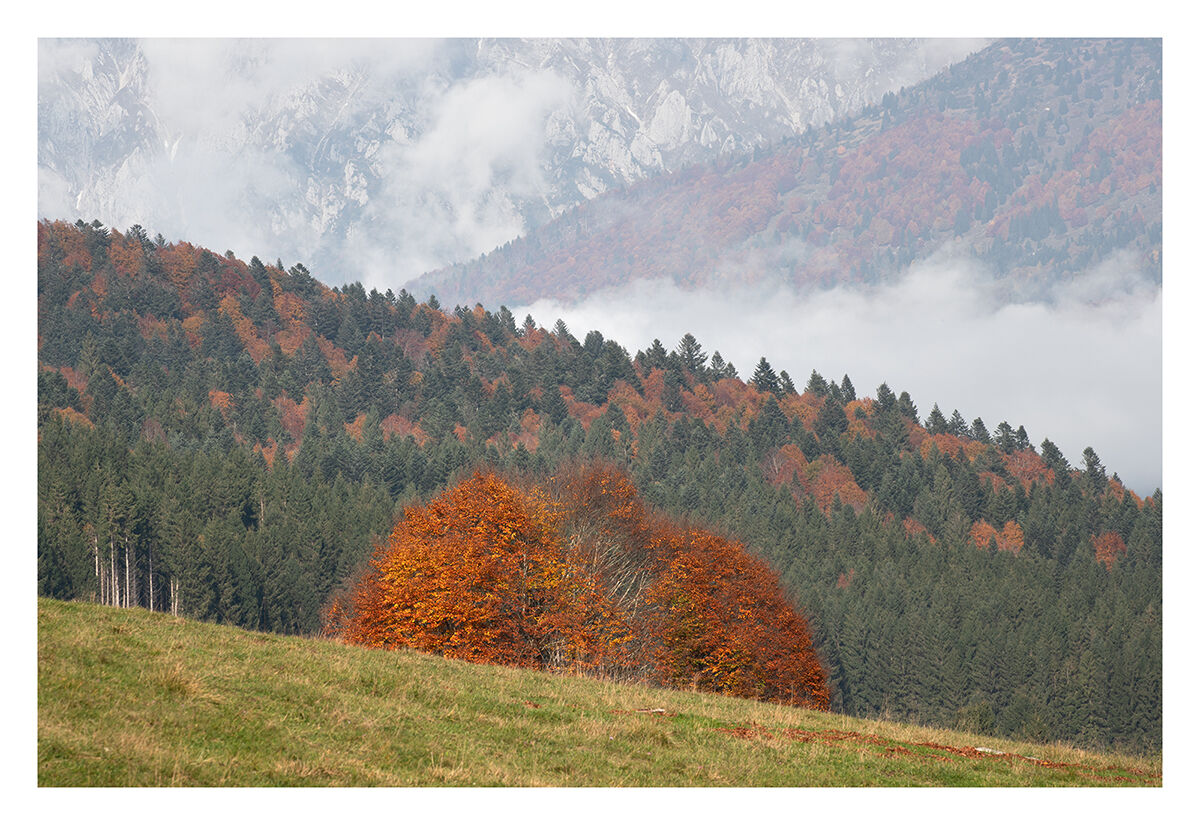 Foresta del Cansiglio