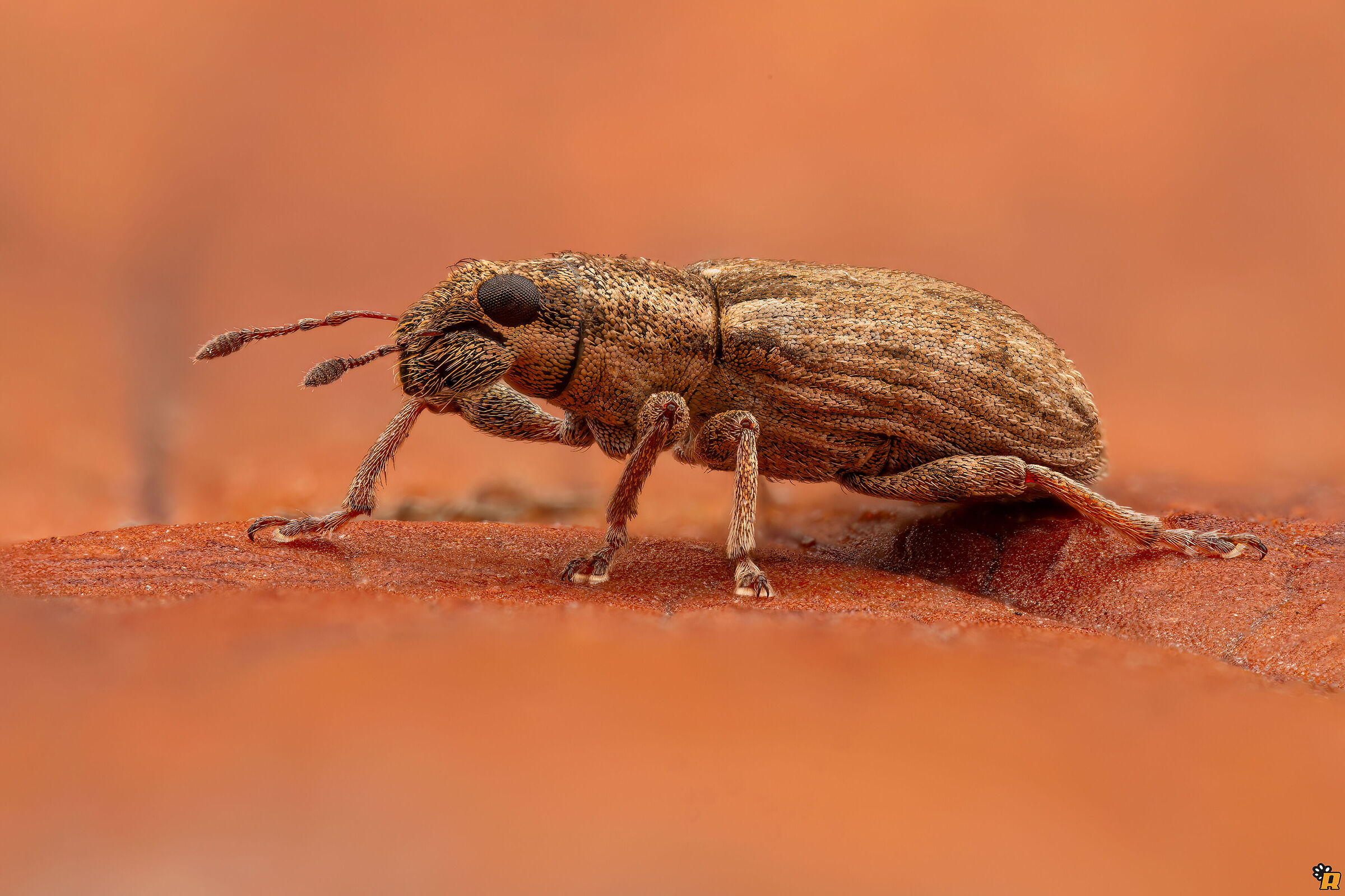 Curculionidae