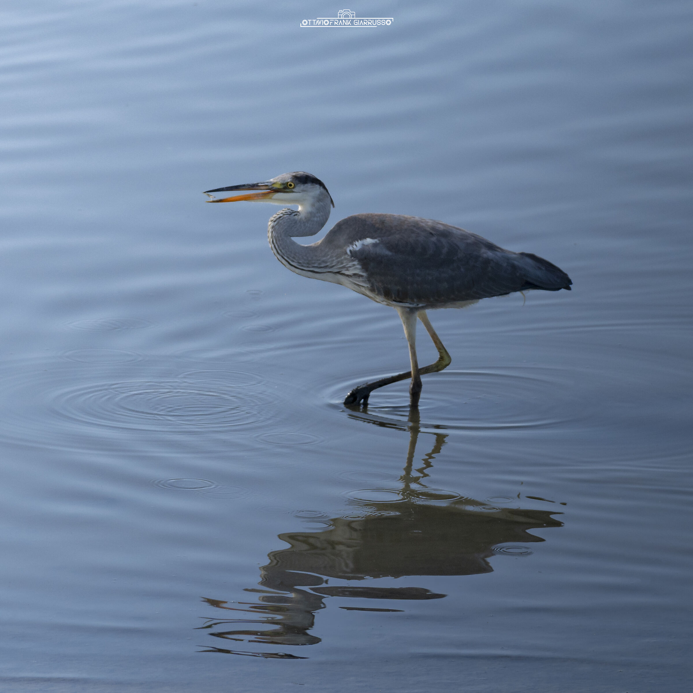 Grey Heron Eastern Sicily