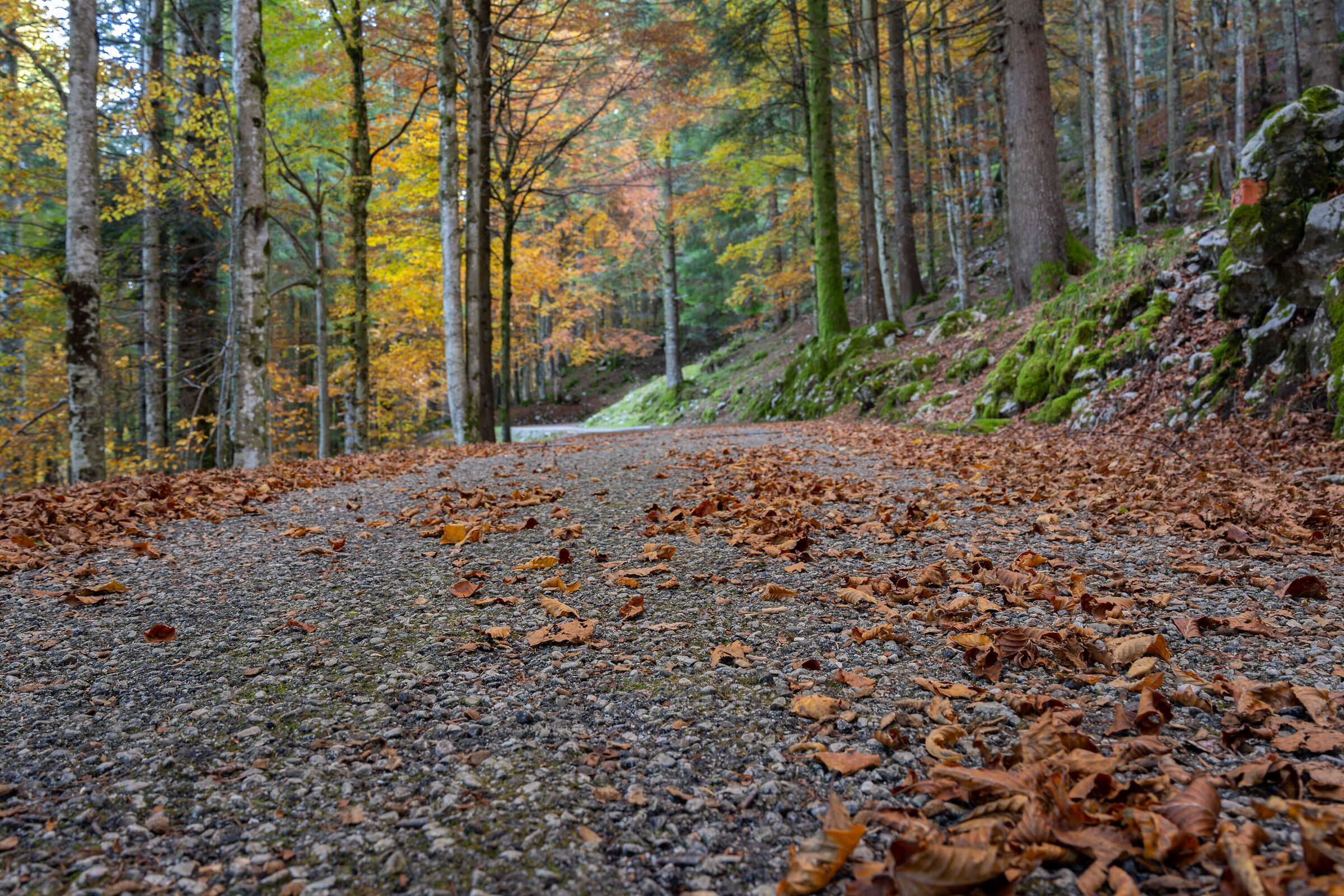 Autunno in Cansiglio