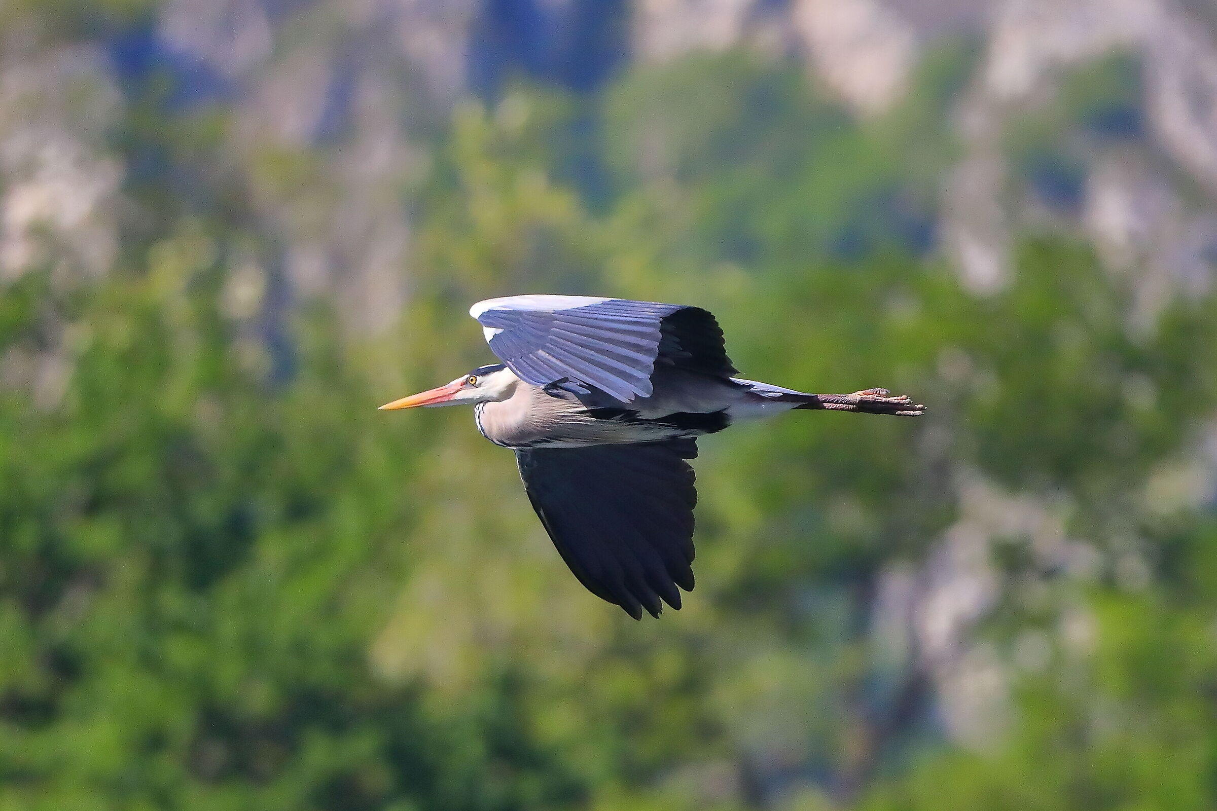 Cenerino 02 maggio 2025 - 0089