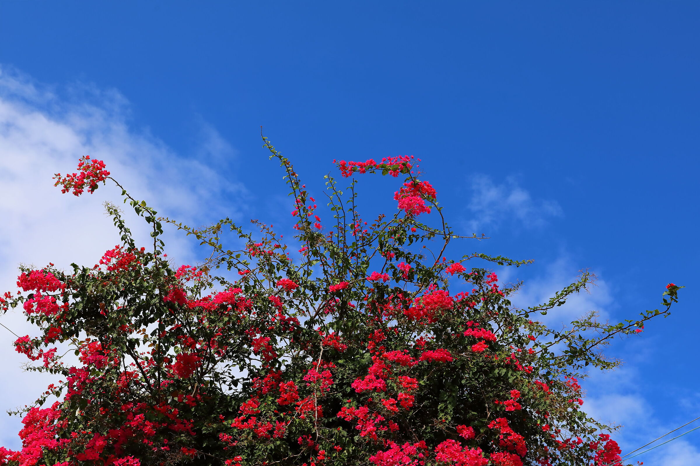 Boungaville 02 ottobre 2025 - 0055