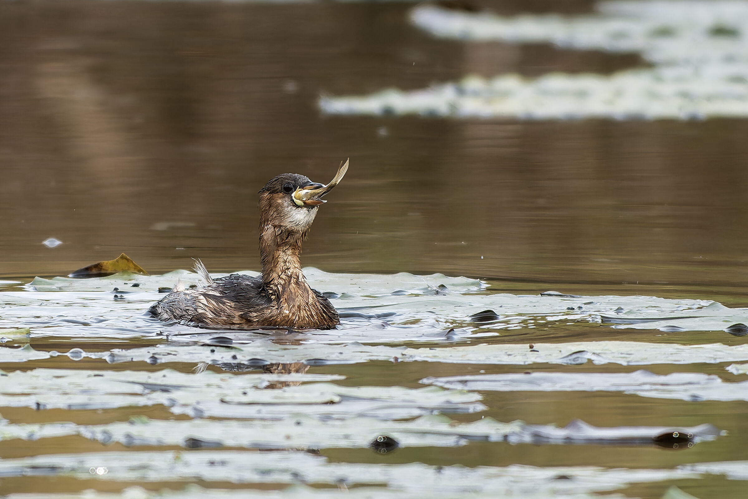Little grebe with the little fish