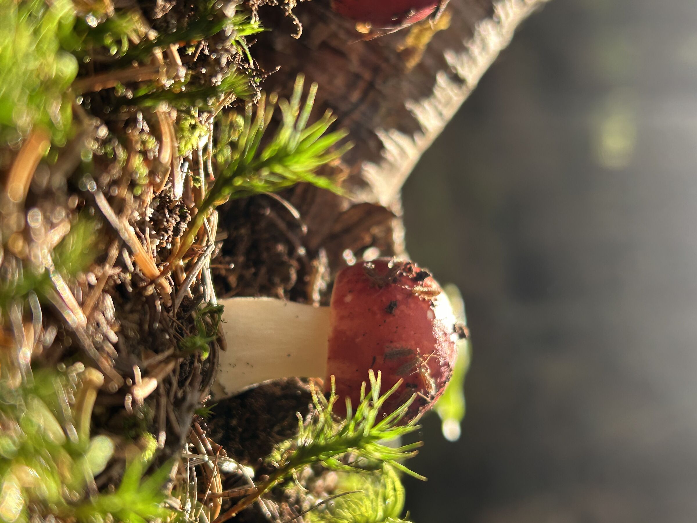 Life in the woods