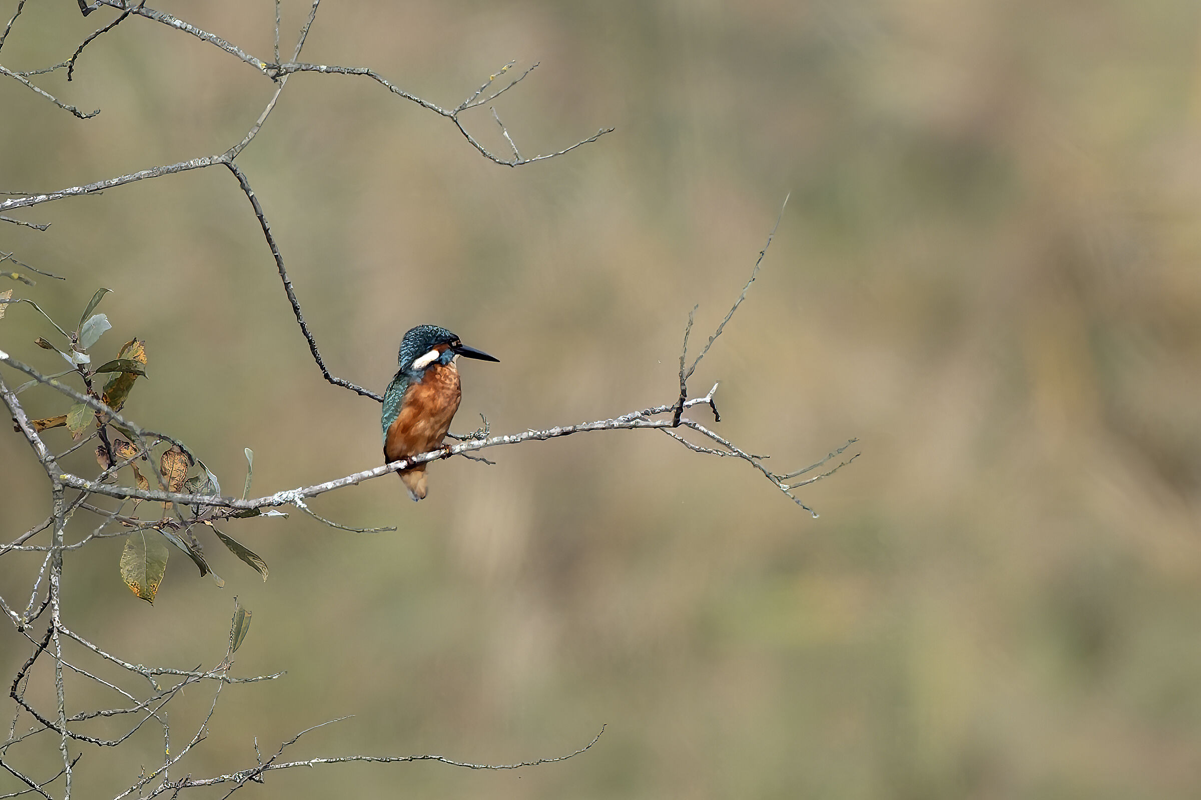 Kingfisher perched, far away