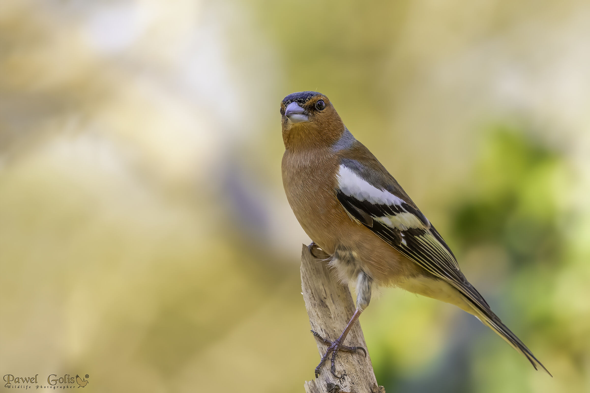 Fringuello comune (Fringilla coelebs)