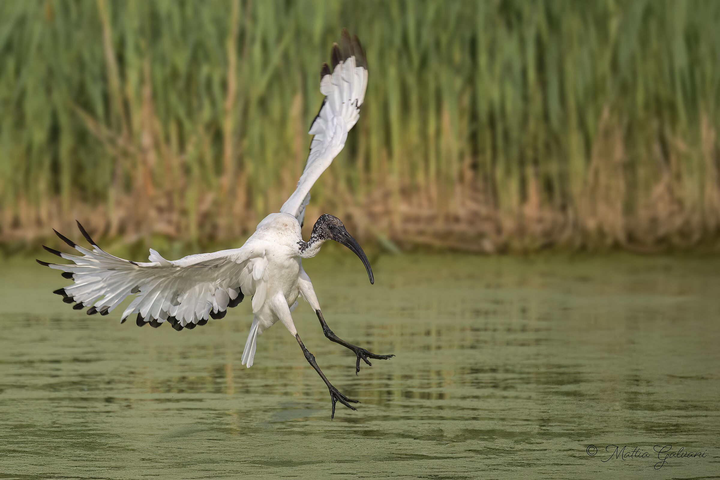Ibis in arrivo