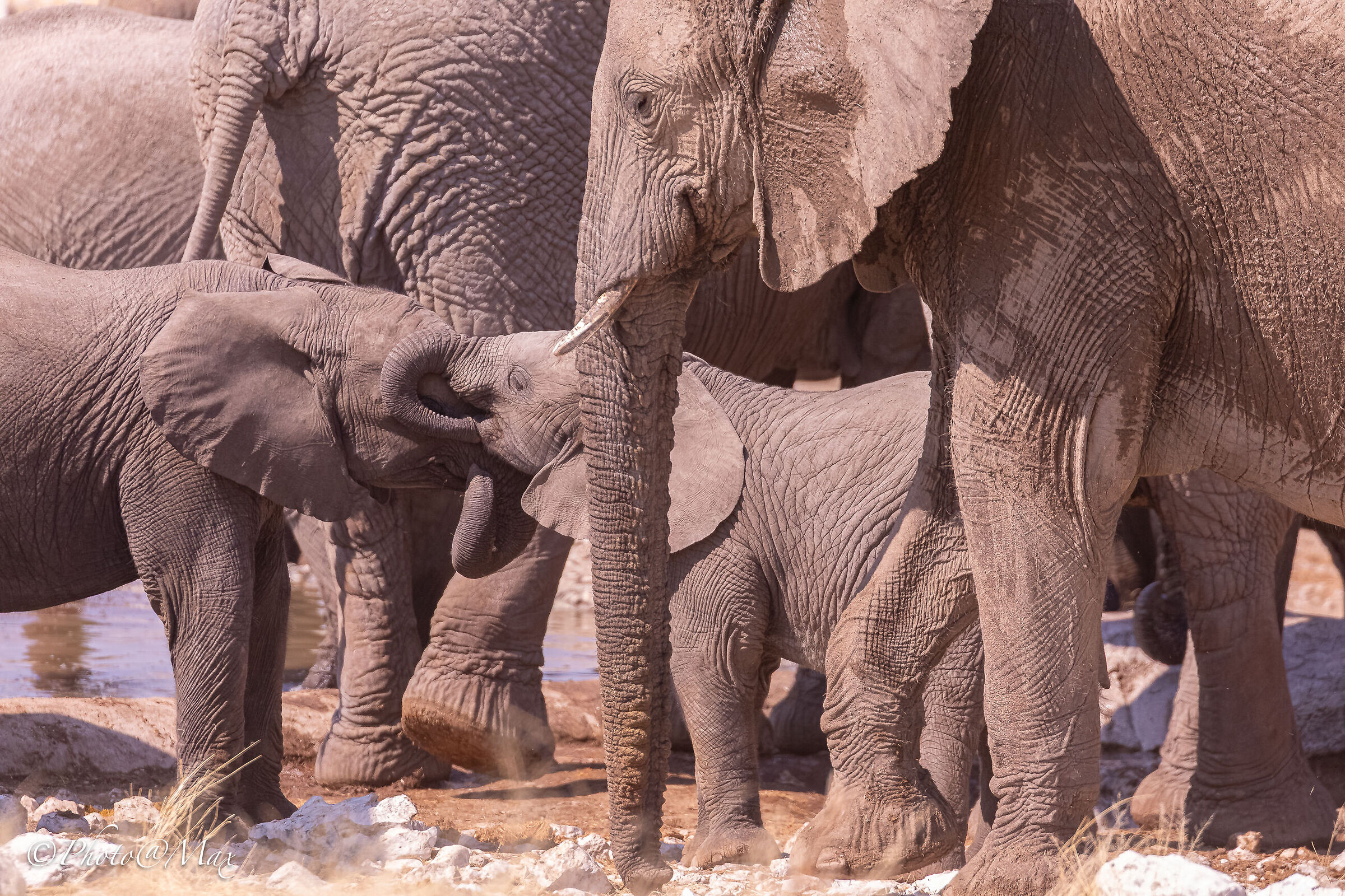 Out of Etosha, Elephants