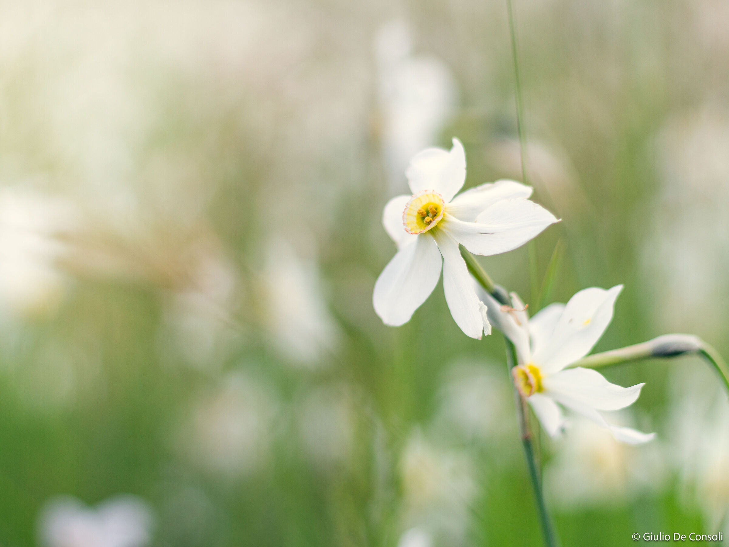 I wandered lonely as a cloud...