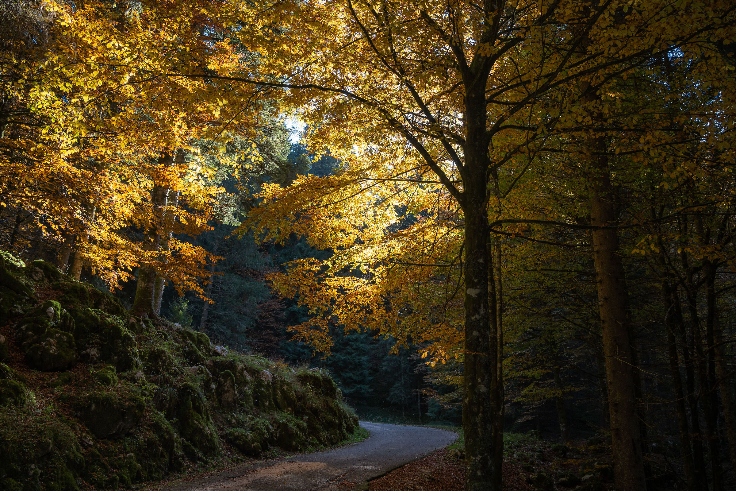 The gold of the forest