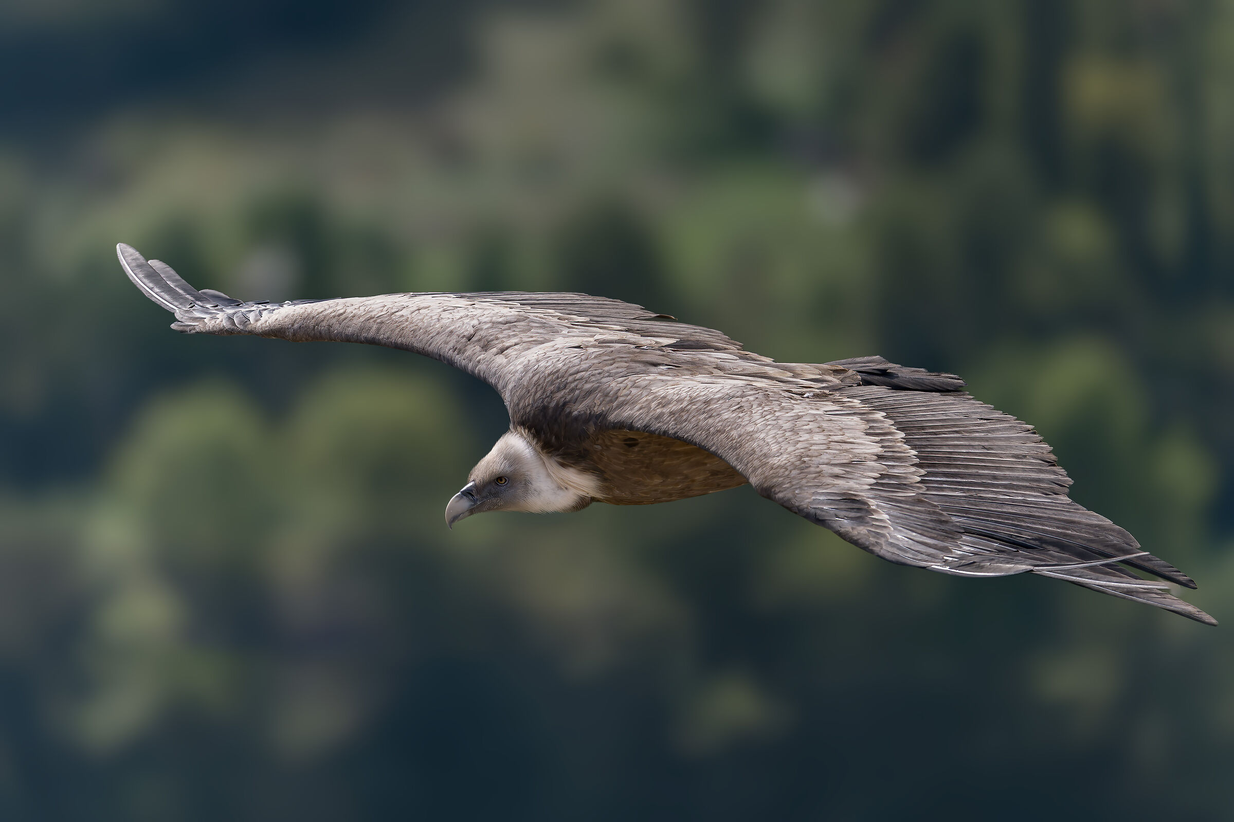Griffin-Parc naturel régional des Baronnies Proven&cc...