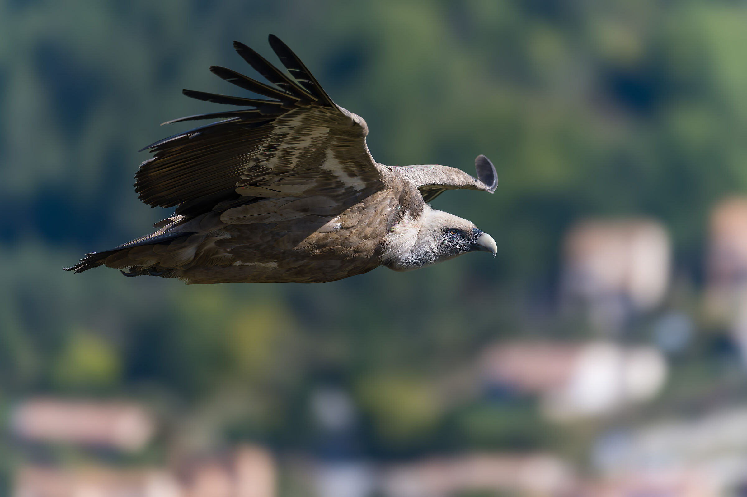 Griffin-Parc naturel régional des Baronnies Proven&cc...