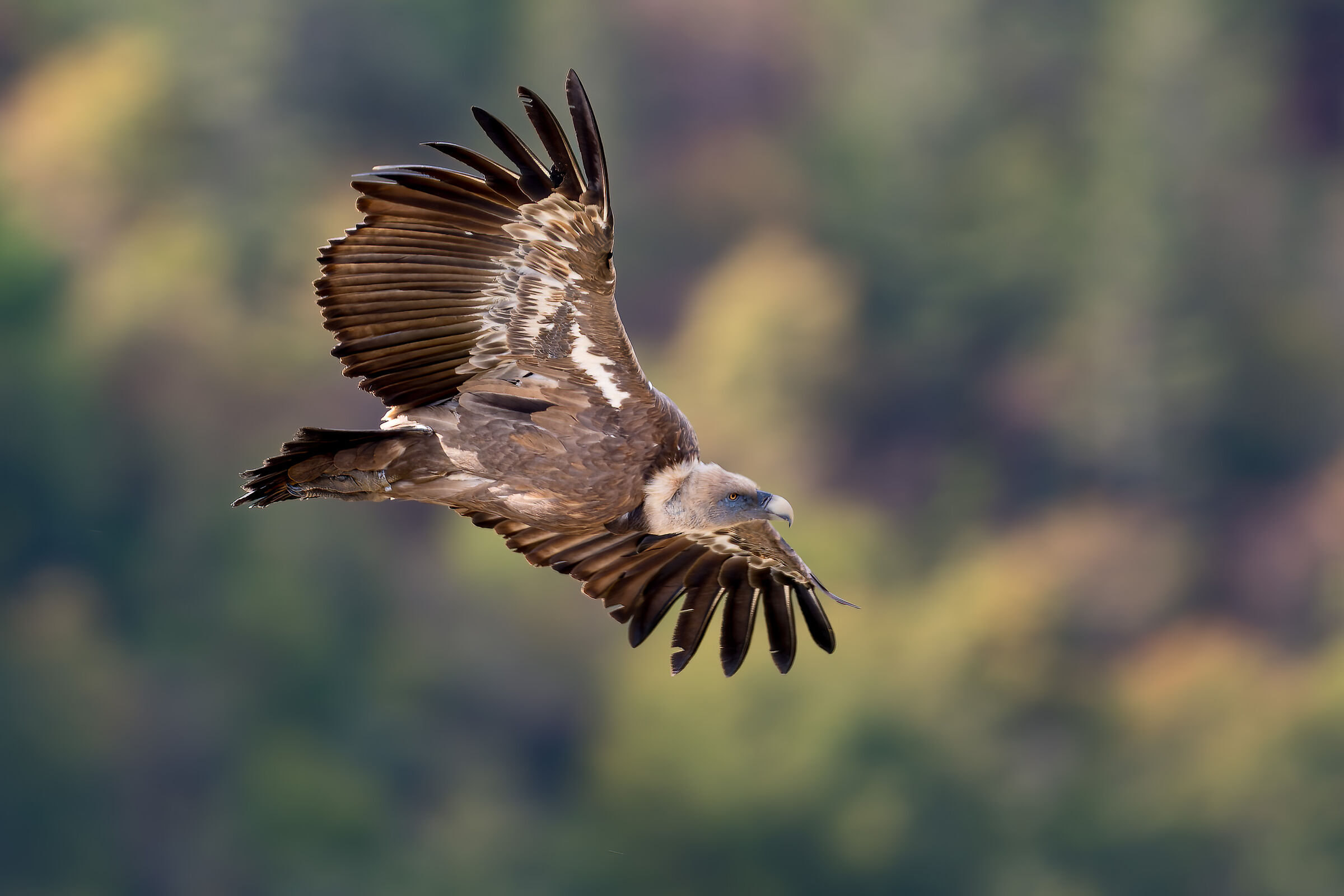 Griffin-Parc naturel régional des Baronnies Proven&cc...