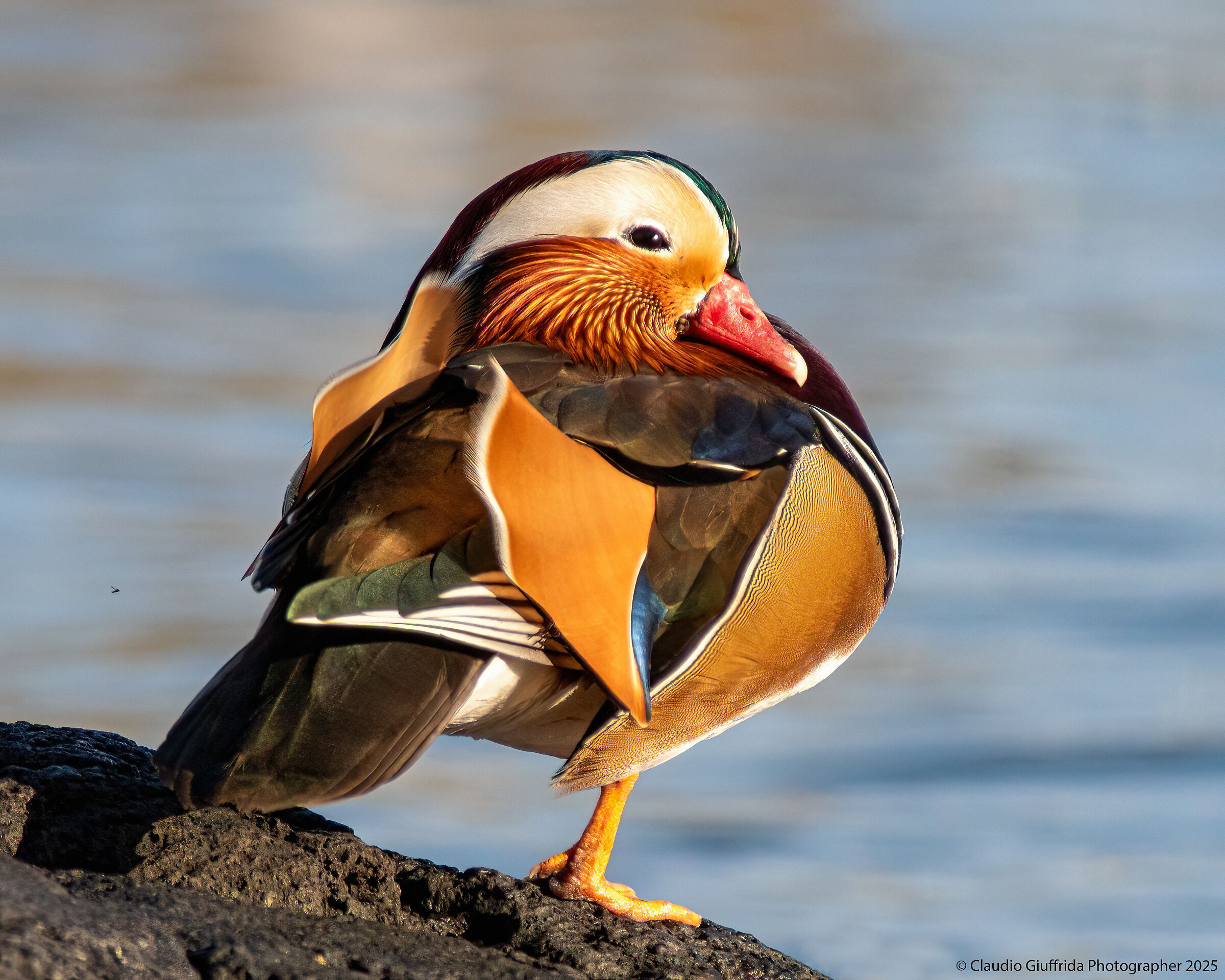 Una pallina di piume