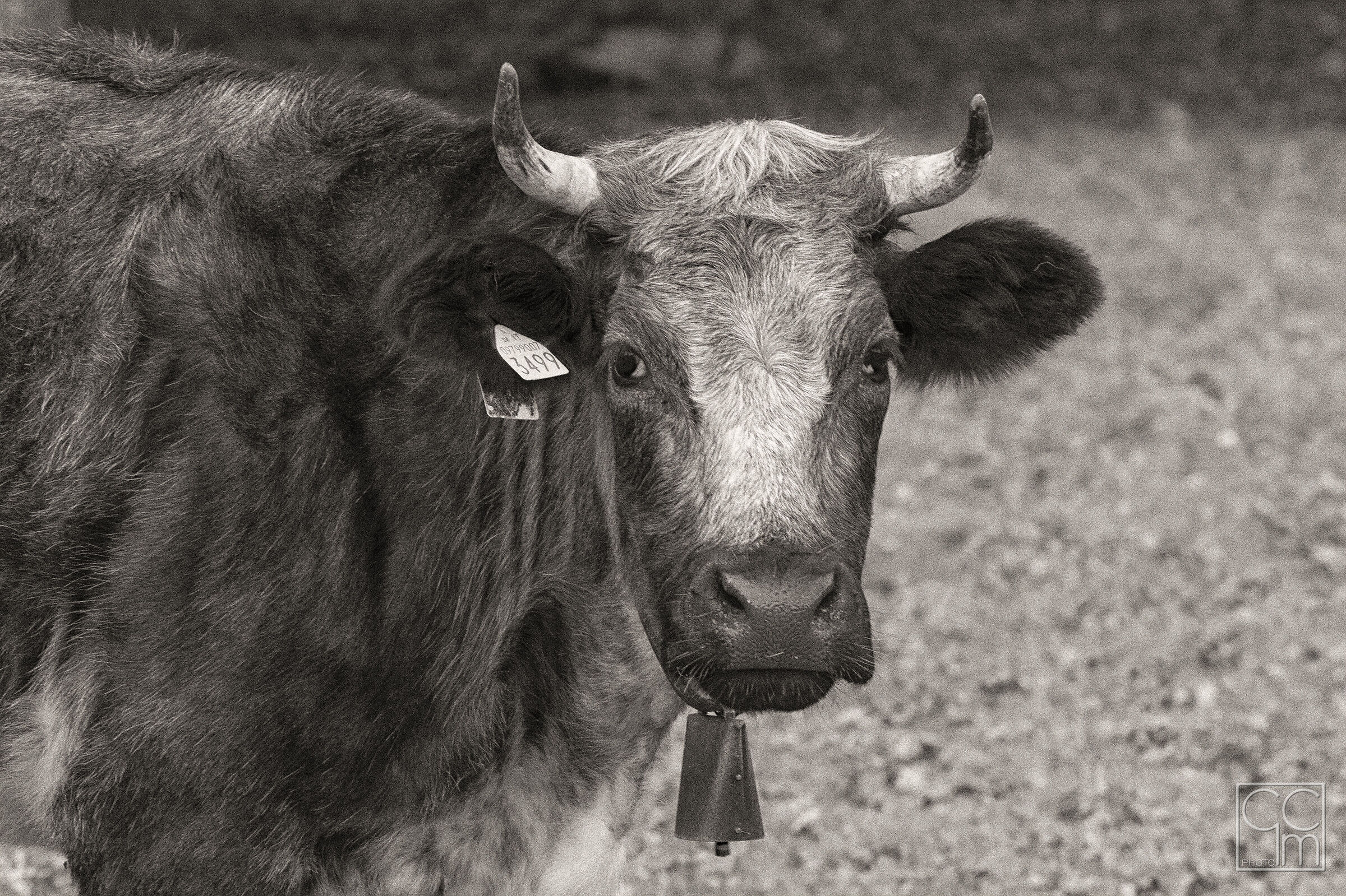 Portrait of a Bovine of the Lower Lario