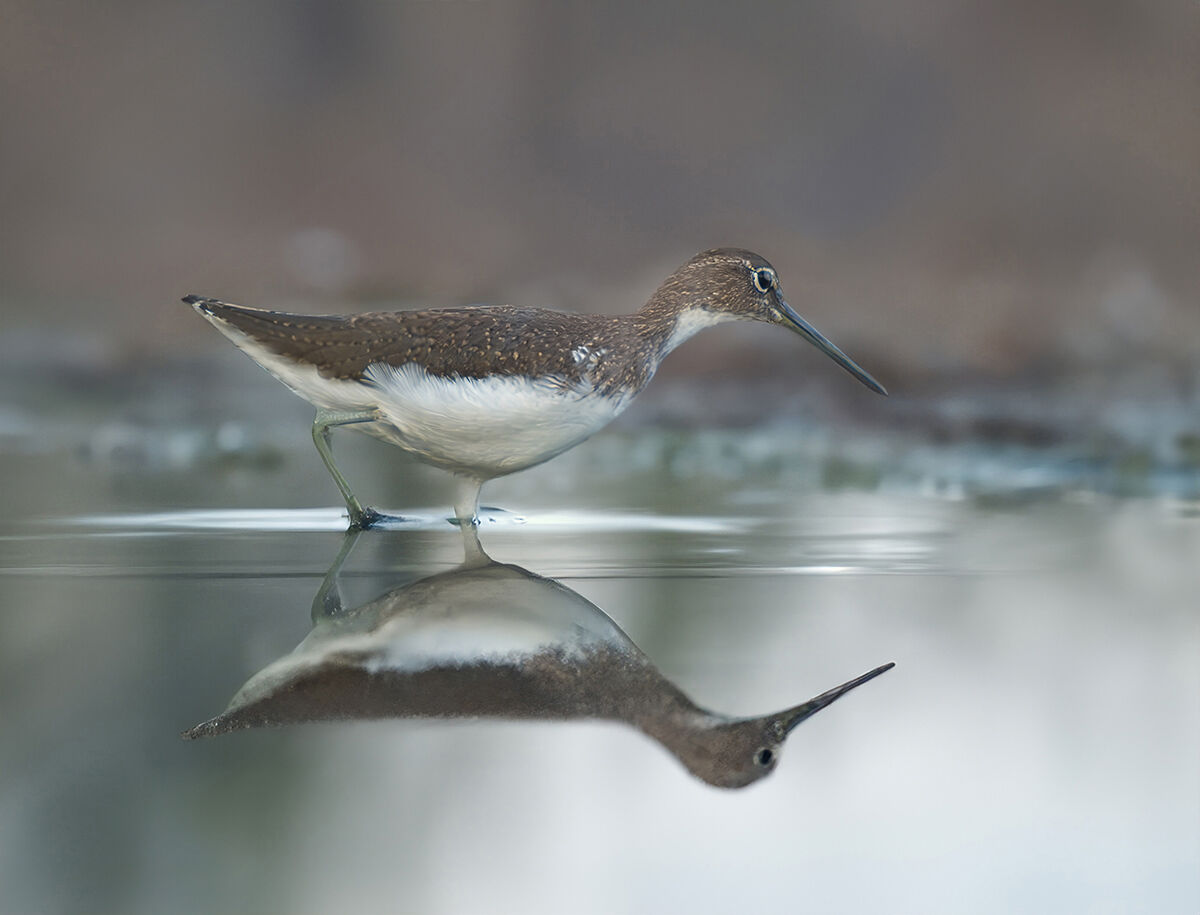 Wheatear Sandpiper
