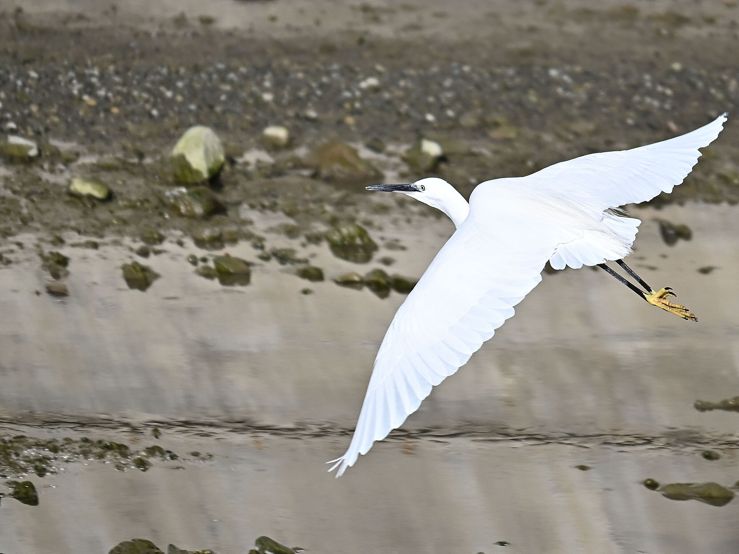 Egret
