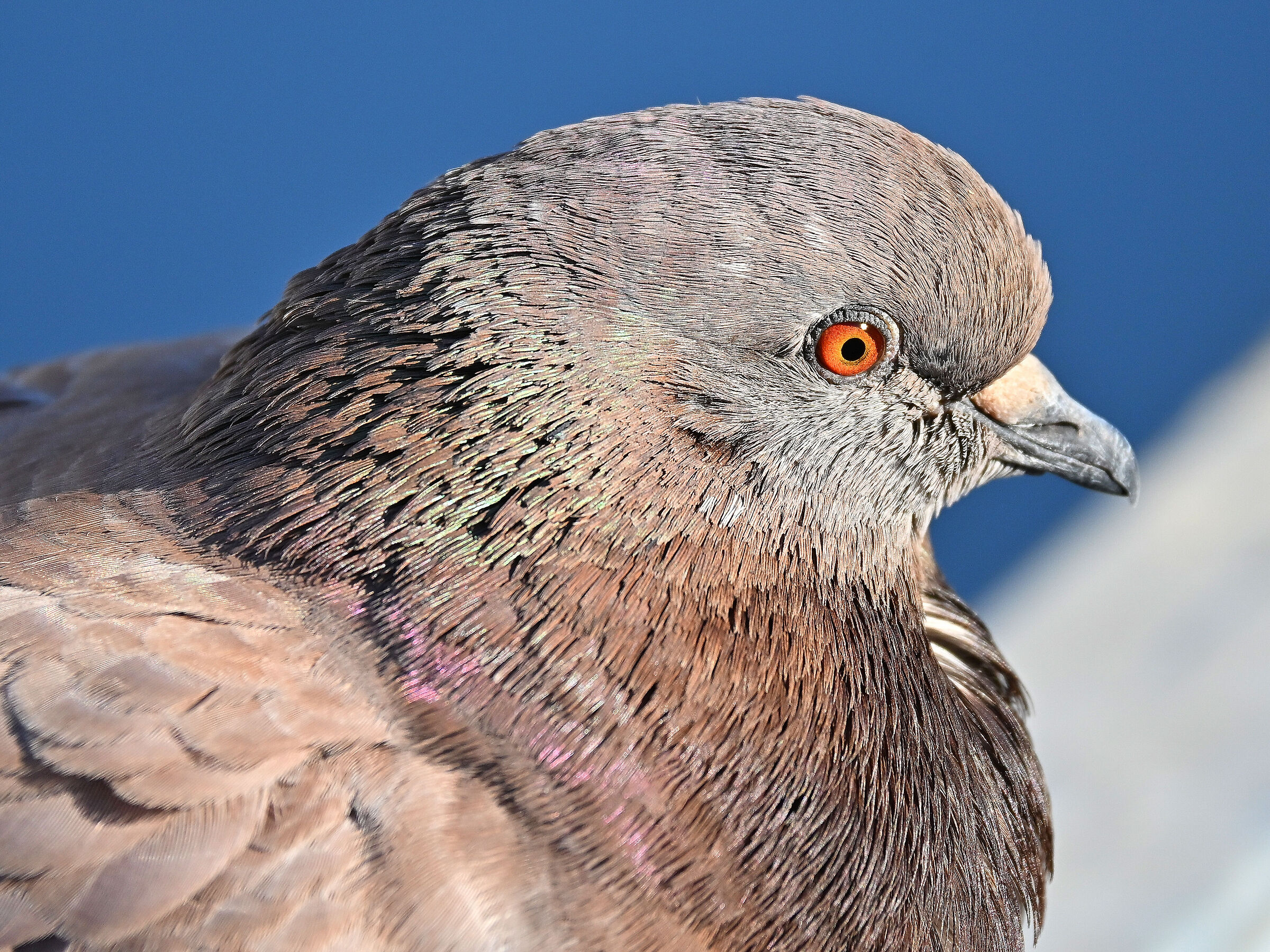 Pigeon