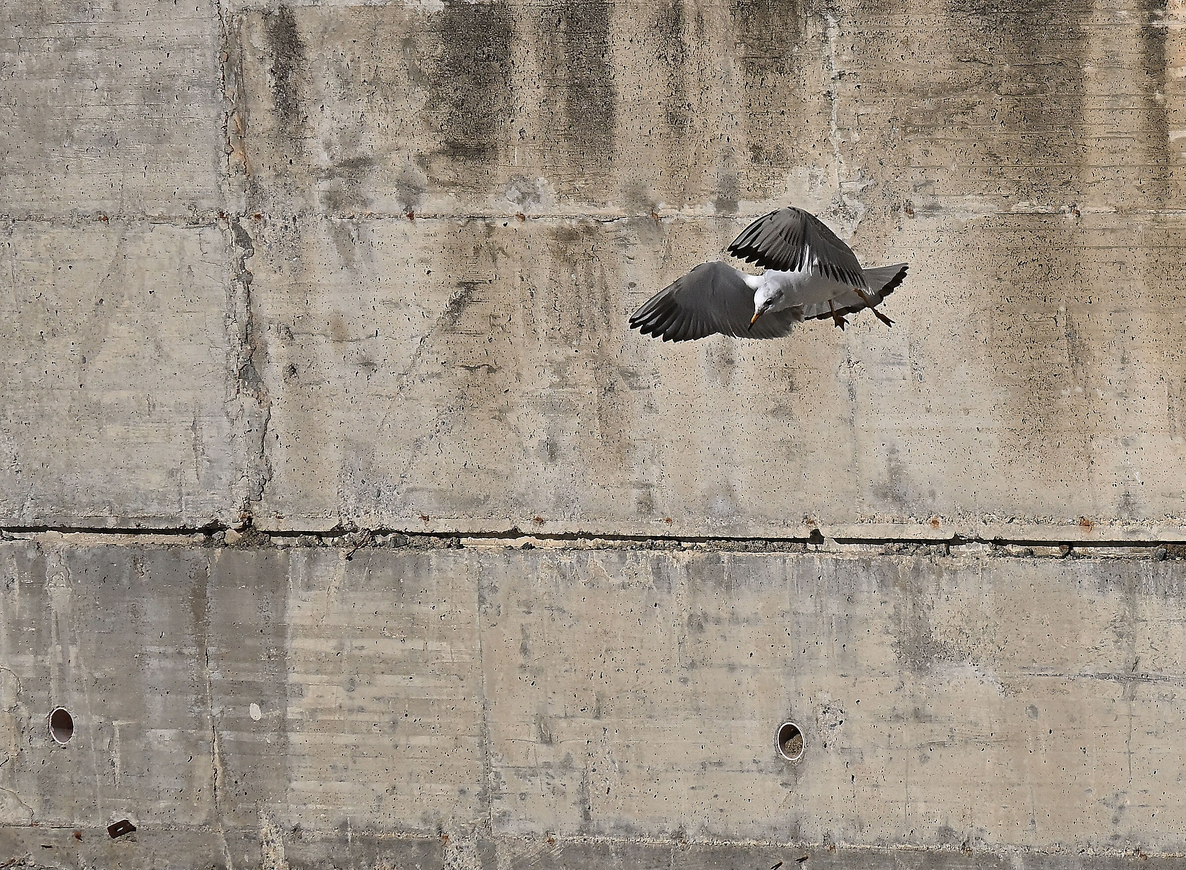 Gull
