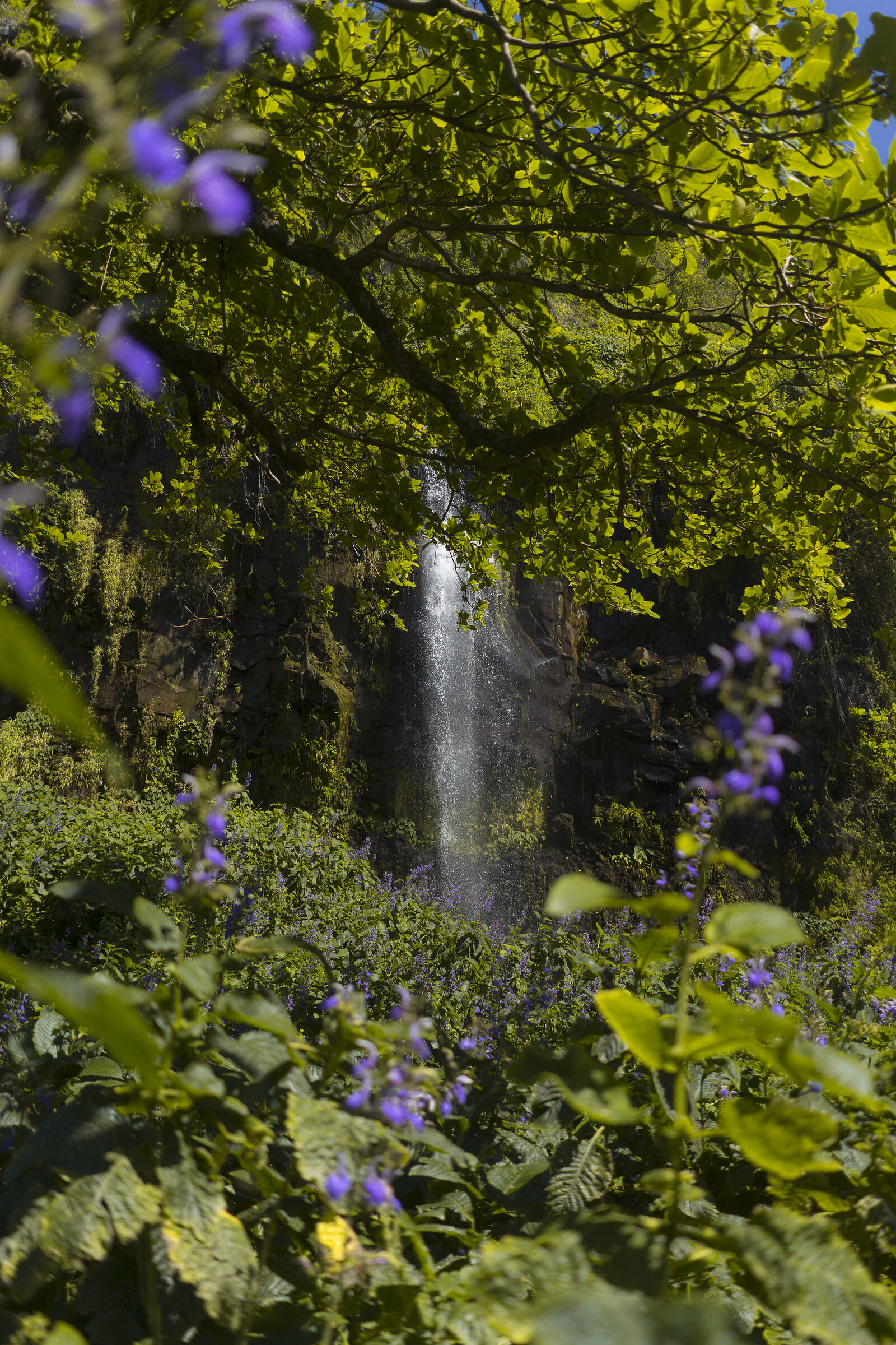 Waterfall among the flowers
