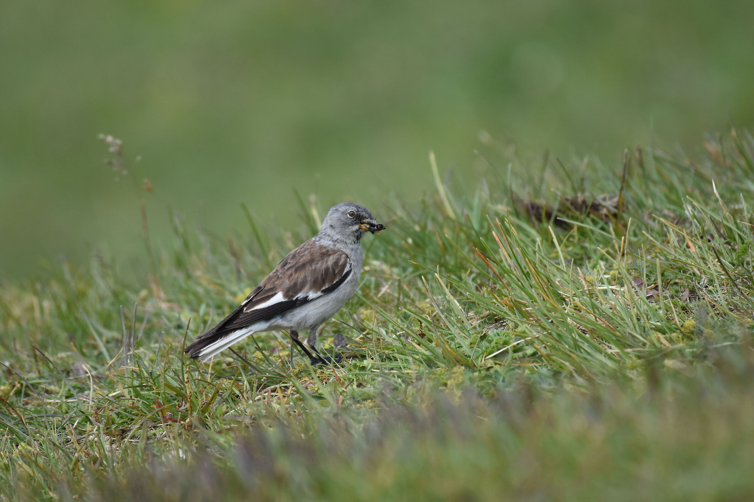 Alpine Finch