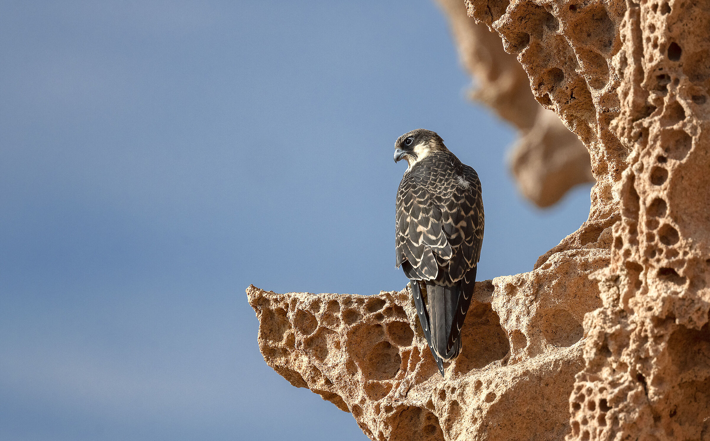 giovane falco della regina