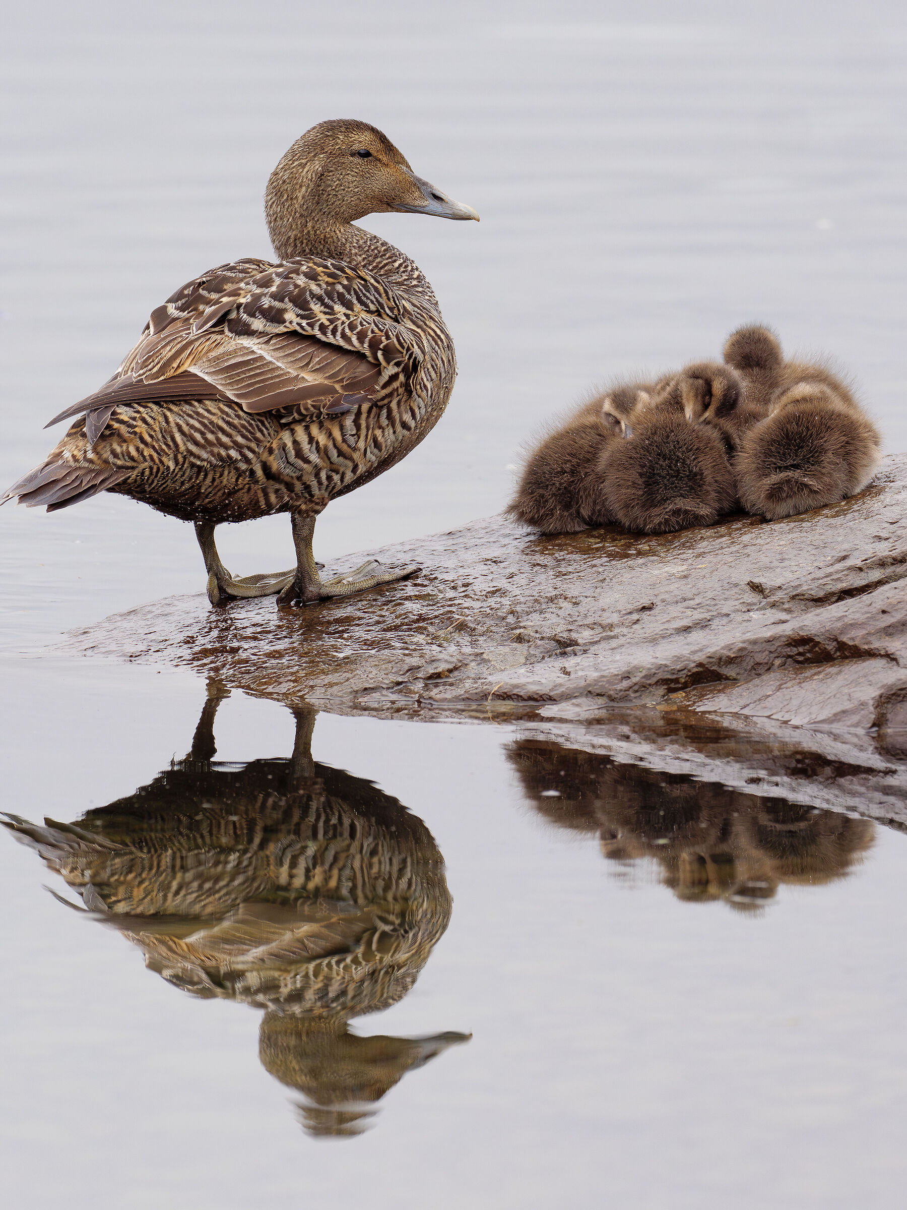 Mother eider with her chicks.