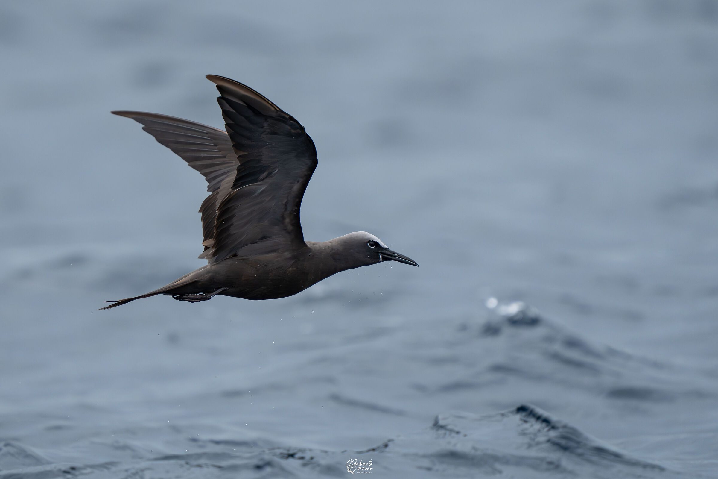 Brown stolid tern