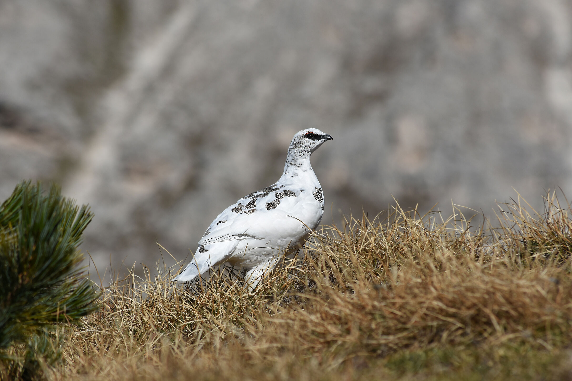 Ptarmigan
