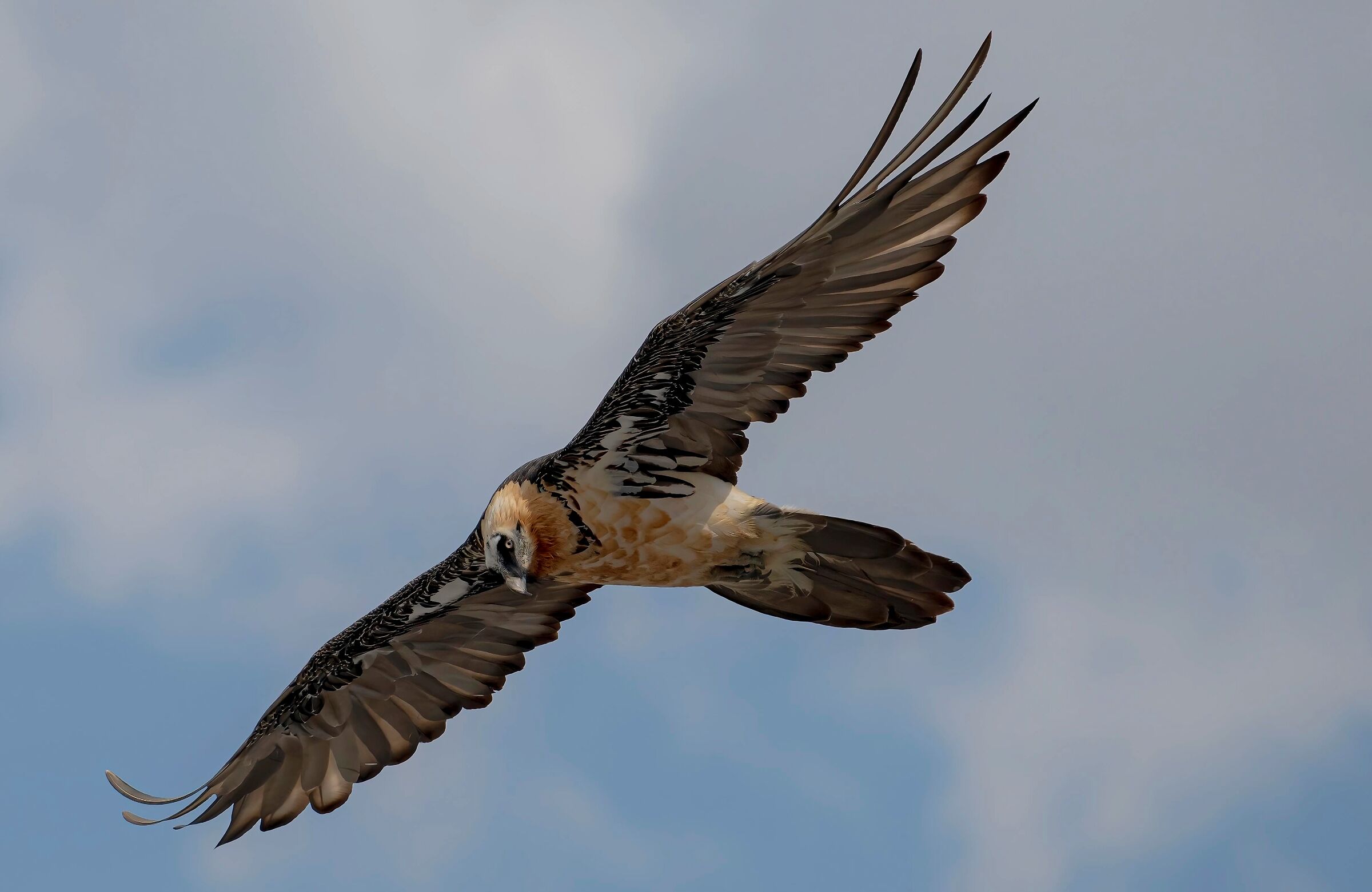 Bearded Vulture