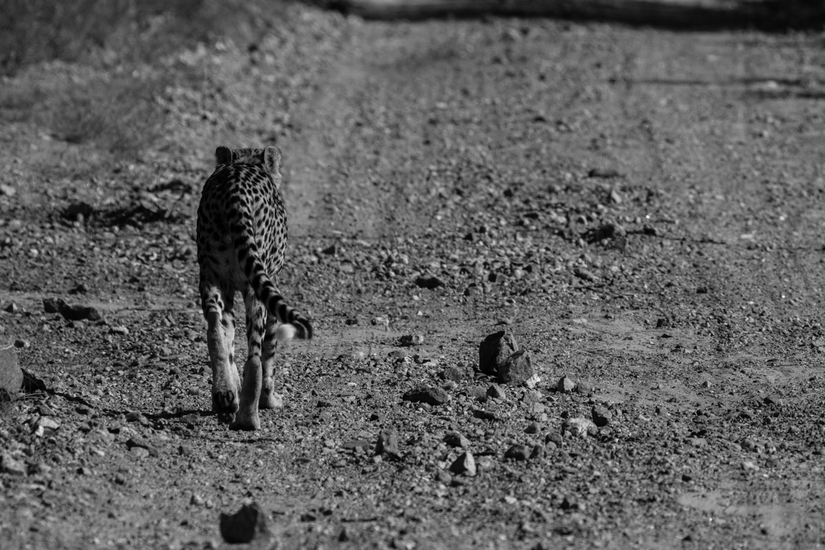 Cheetah B / W