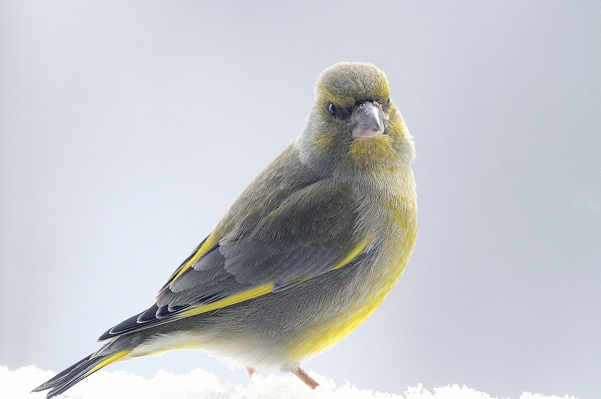 greenfinch
