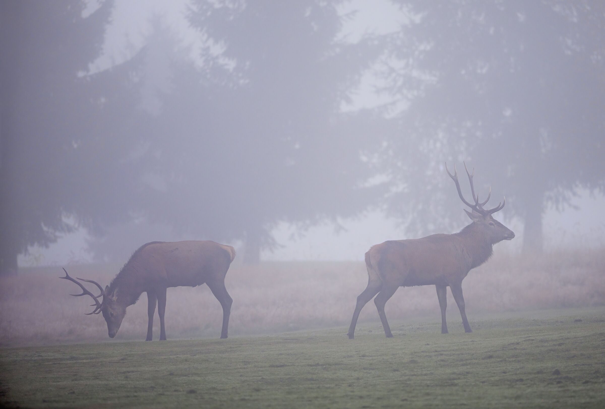 In the fog, first light of dawn