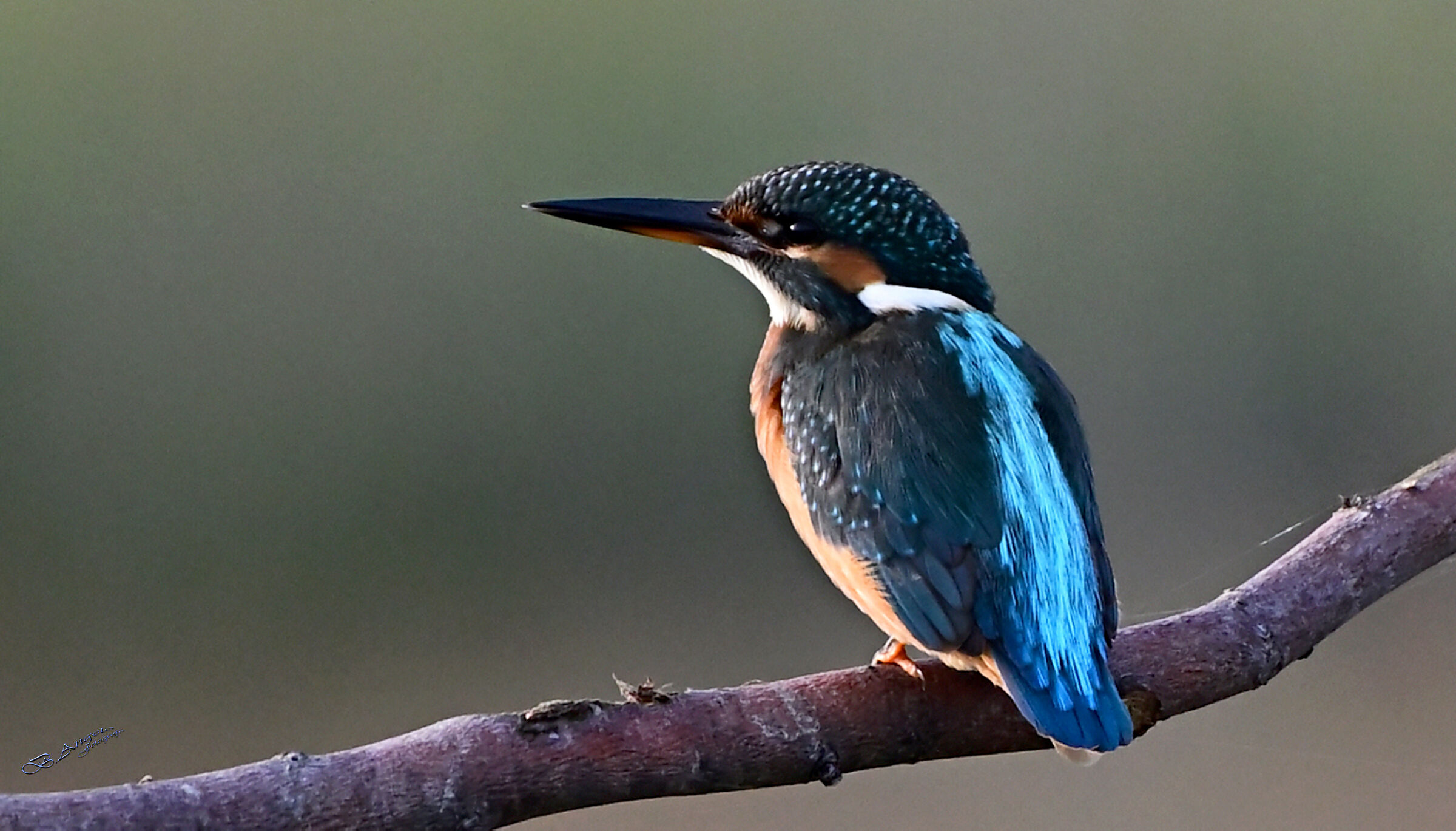 " Martin pescatore (f) "