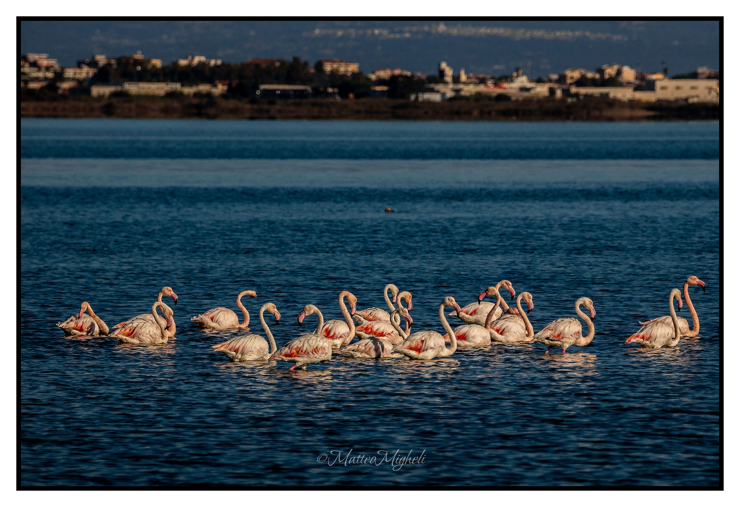 Group of flamingos
