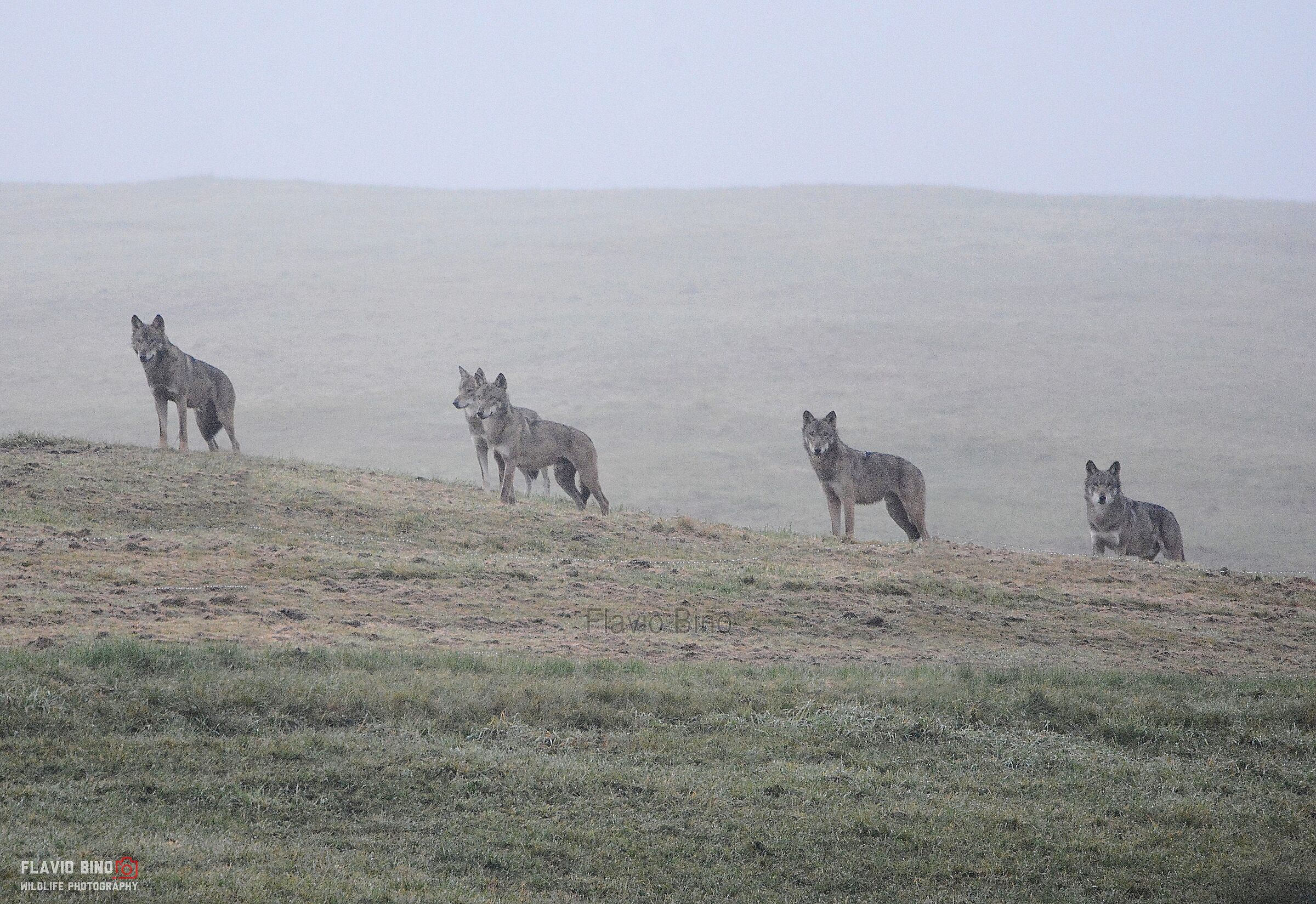 Wolf Pack