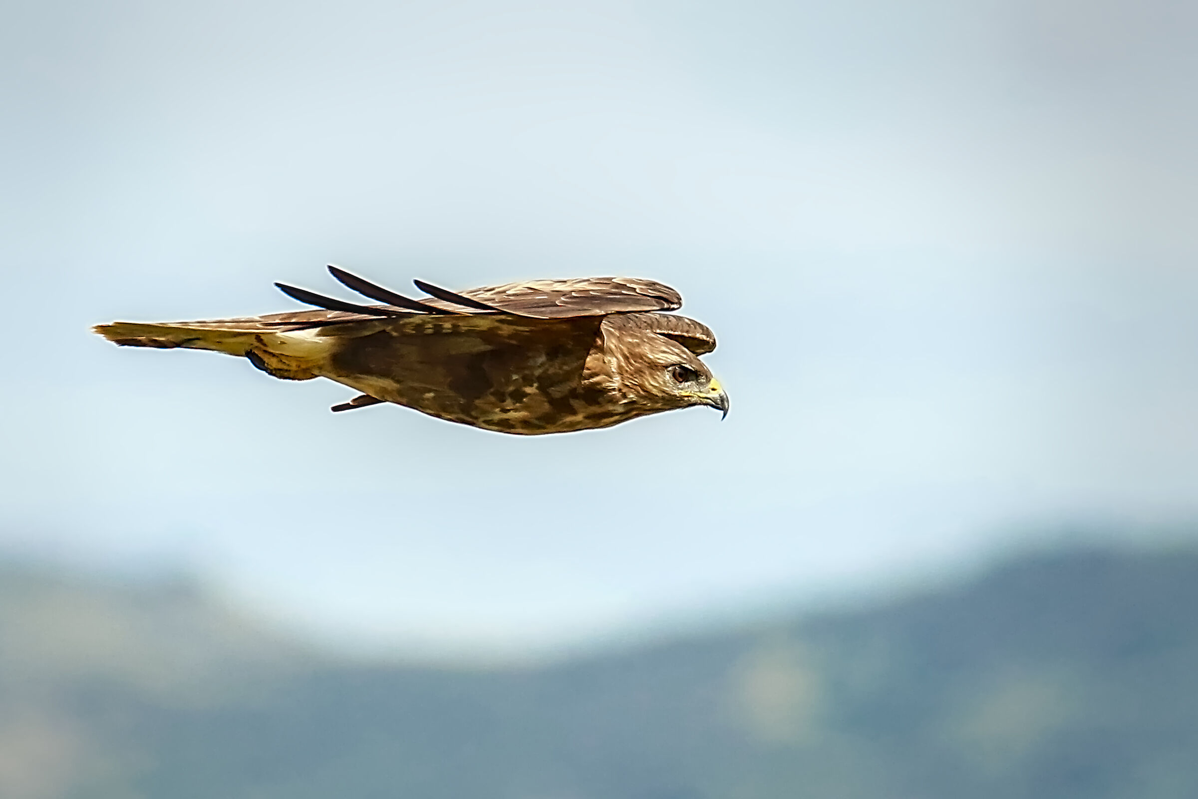 Buzzard in low glide