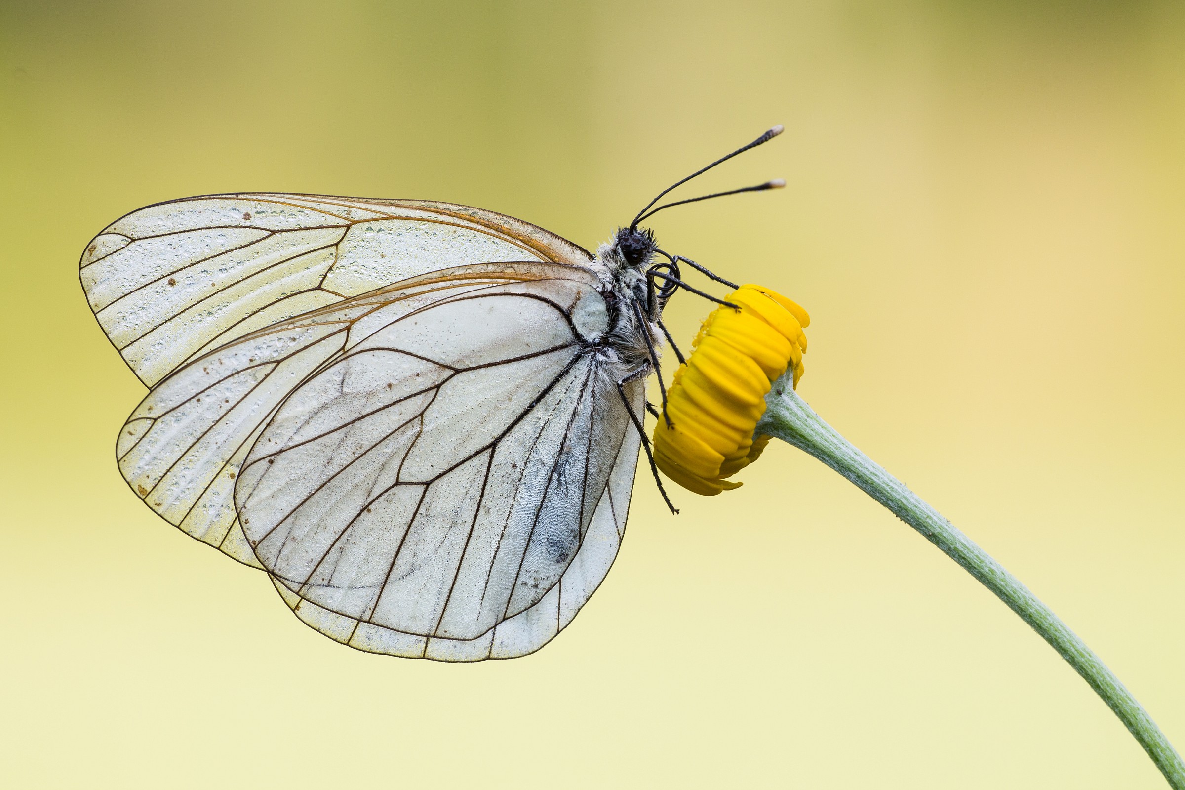 White butterfly