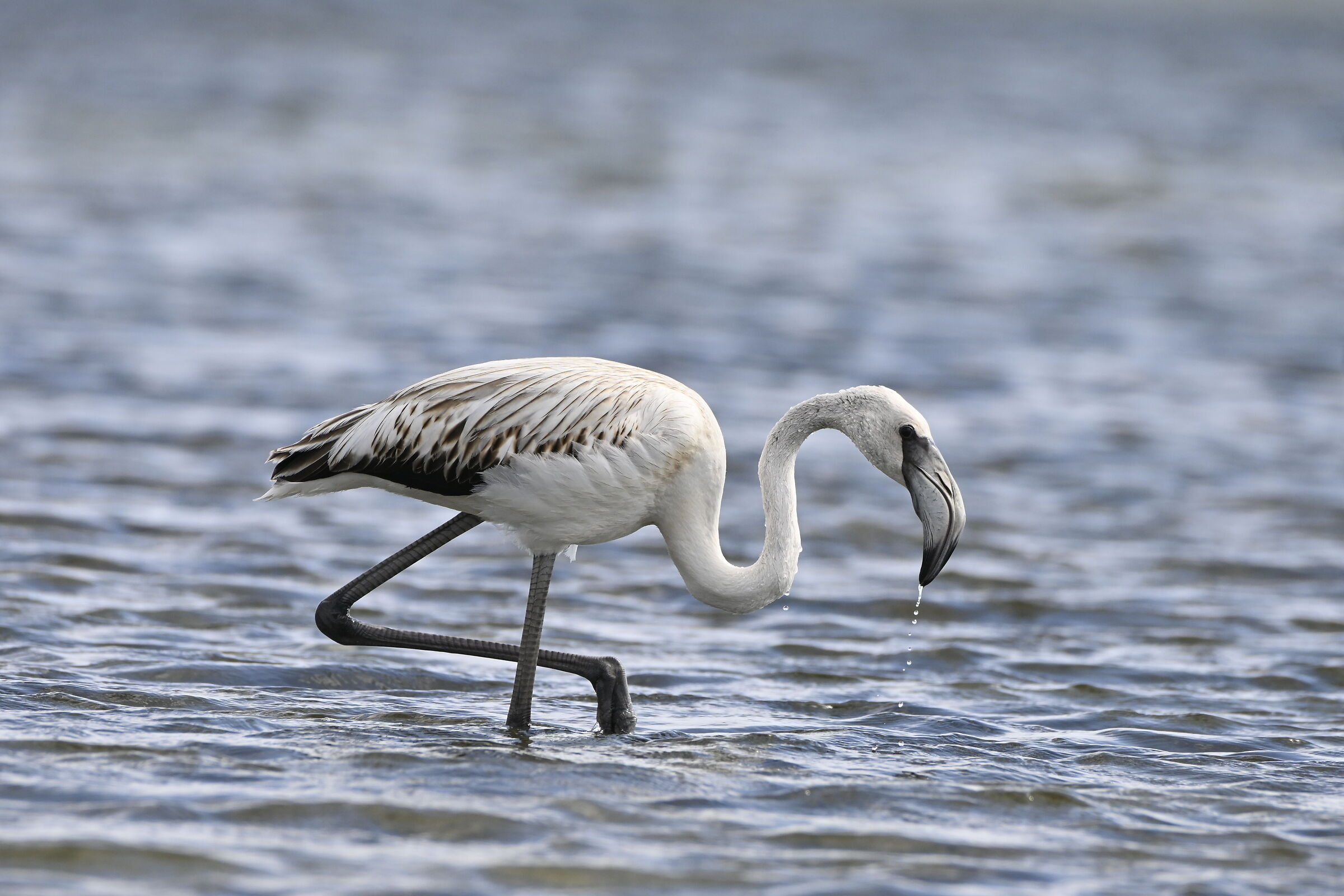 Greater flamingo