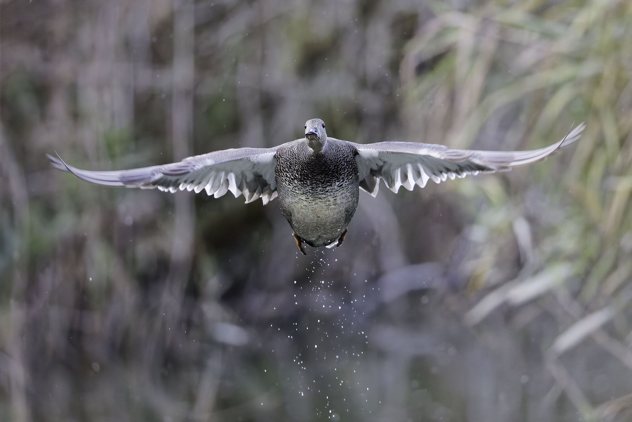 Male Gadwall