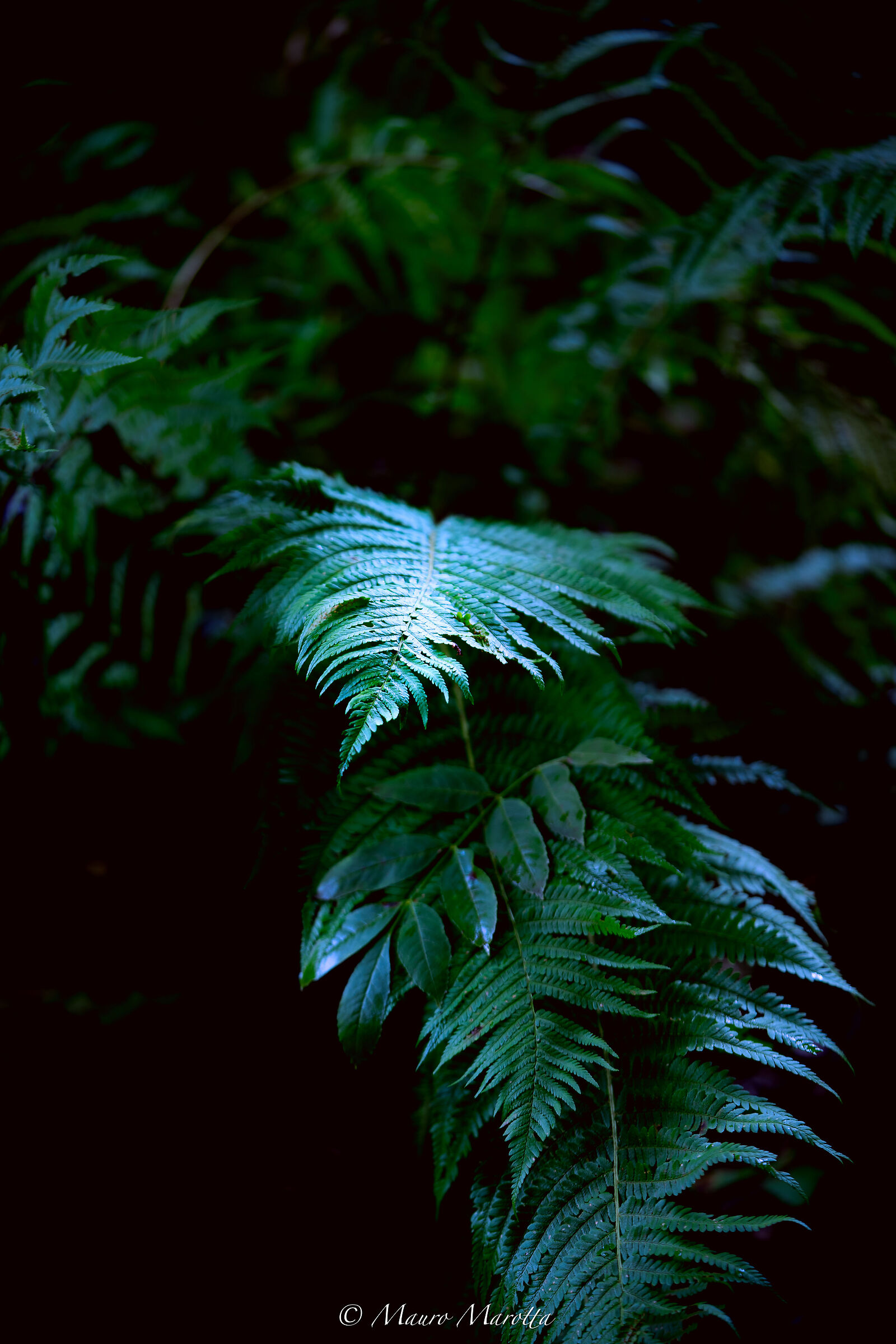 Untitled Photo